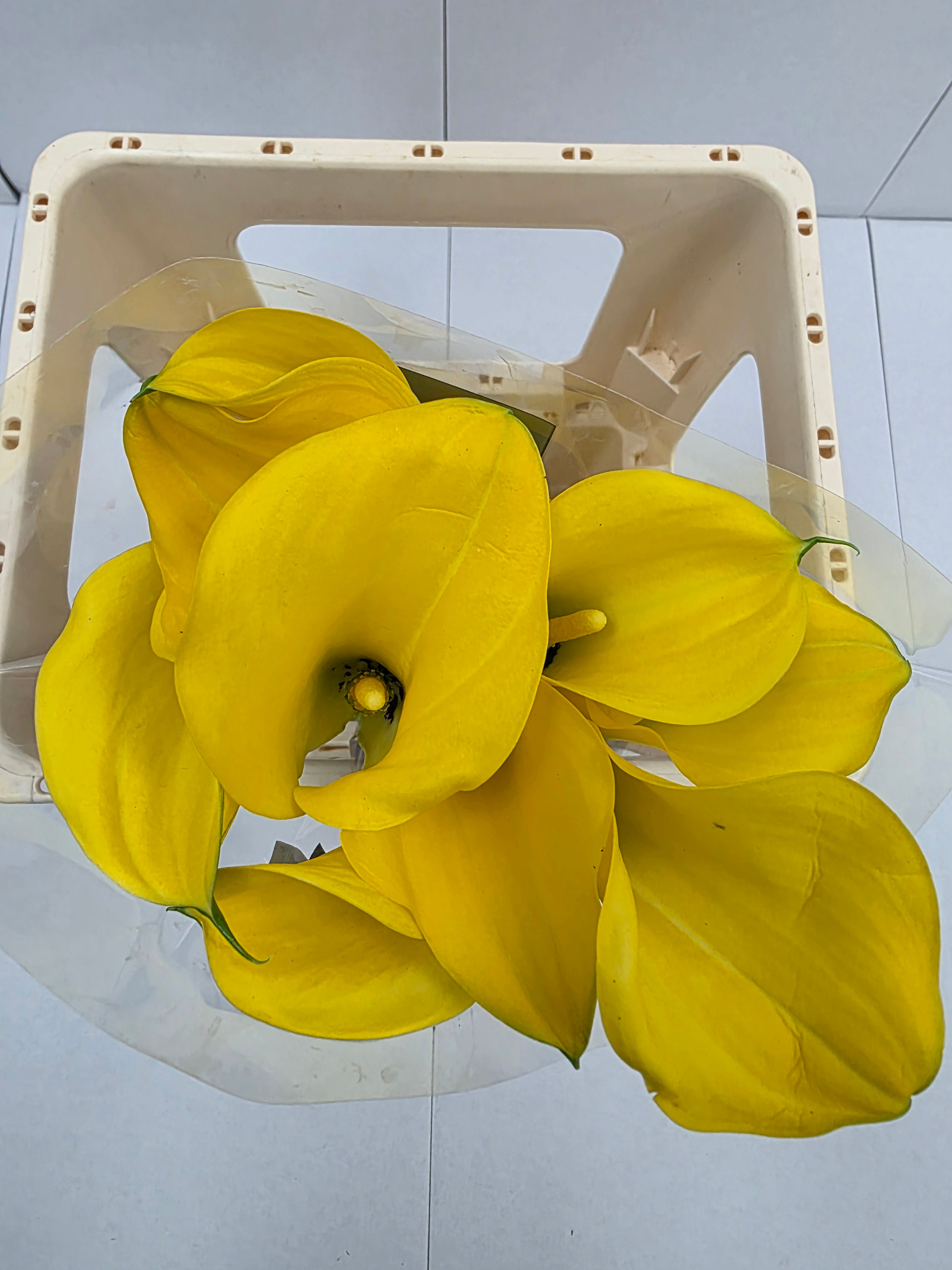 Farm Fresh Calla/Zantedeschia Gold Medal(Bunch of 10stems, length 55cm)