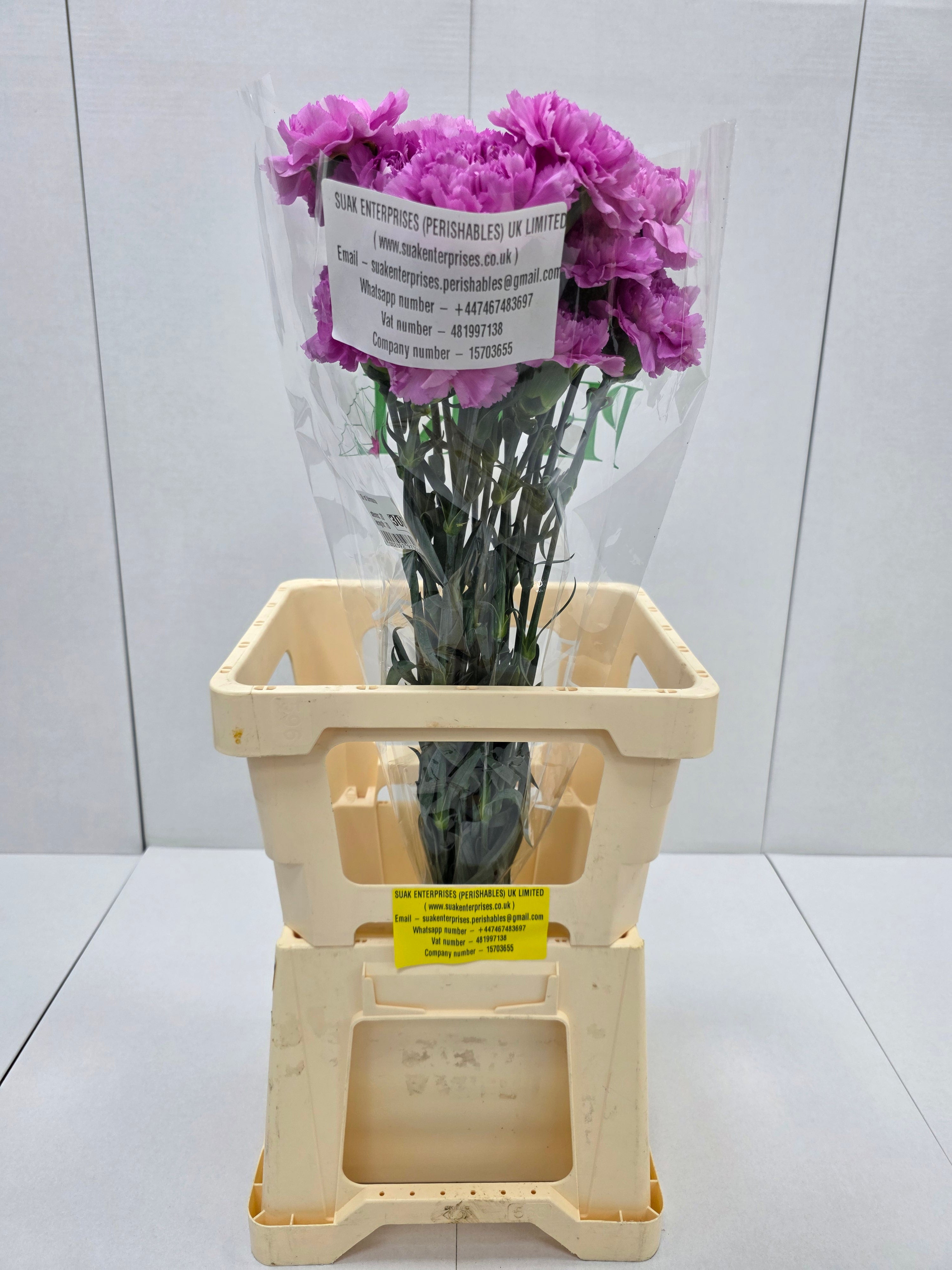 Farm Fresh Carnation Birmania(Bunch of 20 stems, Length 70cm)