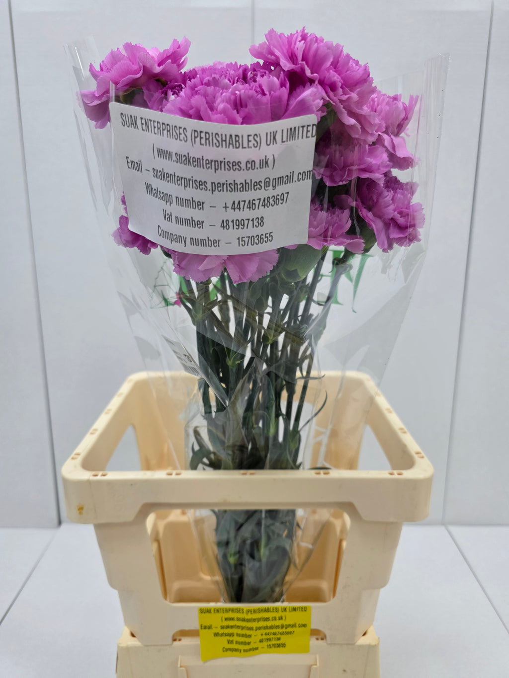 Farm Fresh Carnation Birmania(Bunch of 20 stems, Length 70cm)