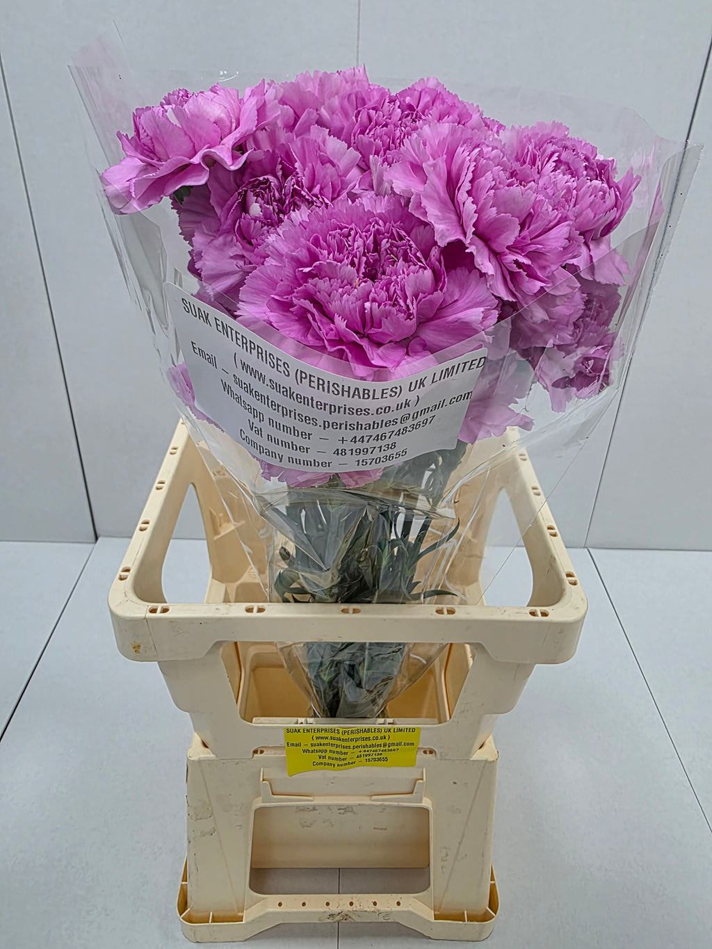 Farm Fresh Carnation Birmania(Bunch of 20 stems, Length 70cm)
