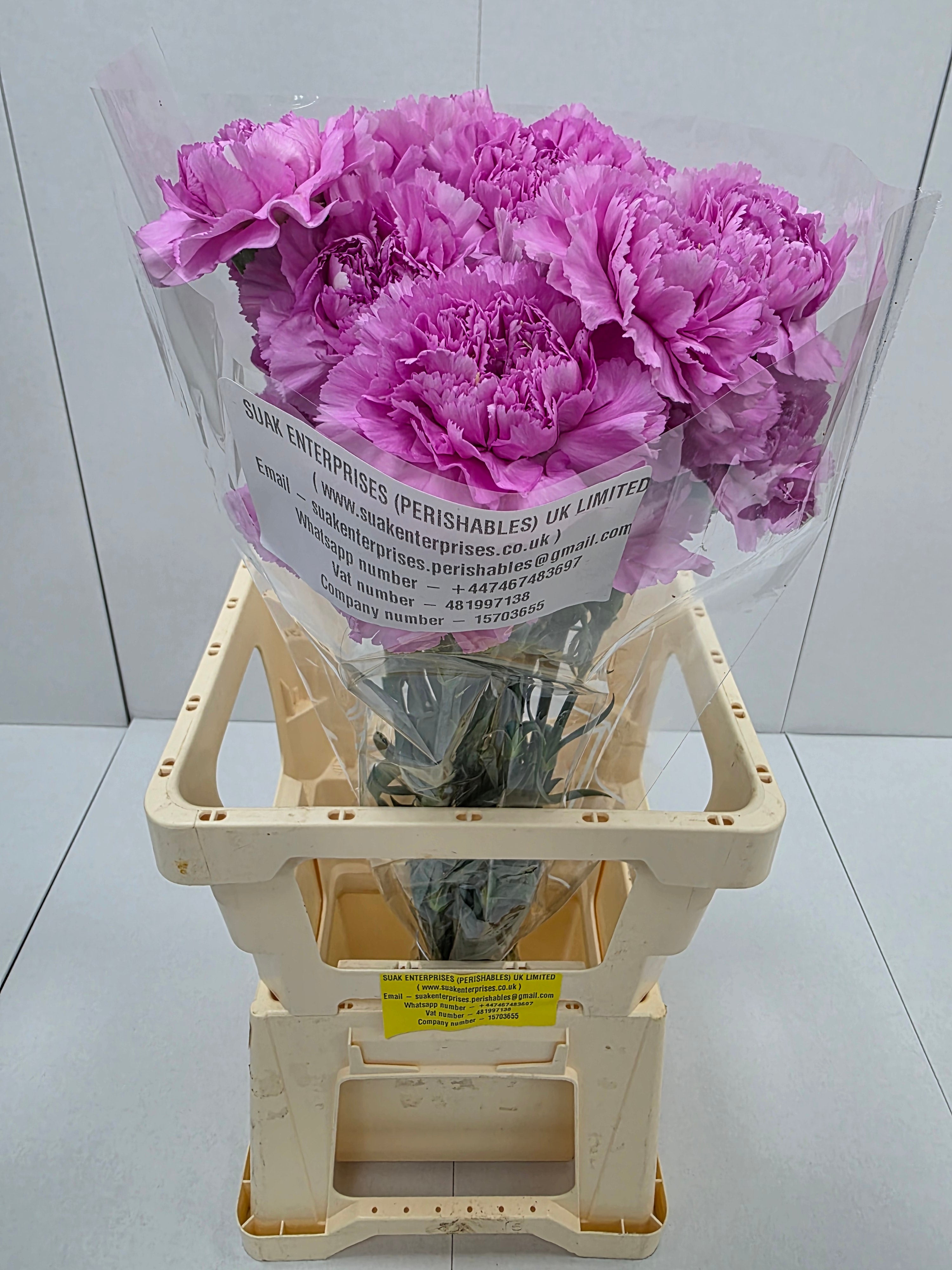 Farm Fresh Carnation Birmania(Bunch of 20 stems, Length 70cm)