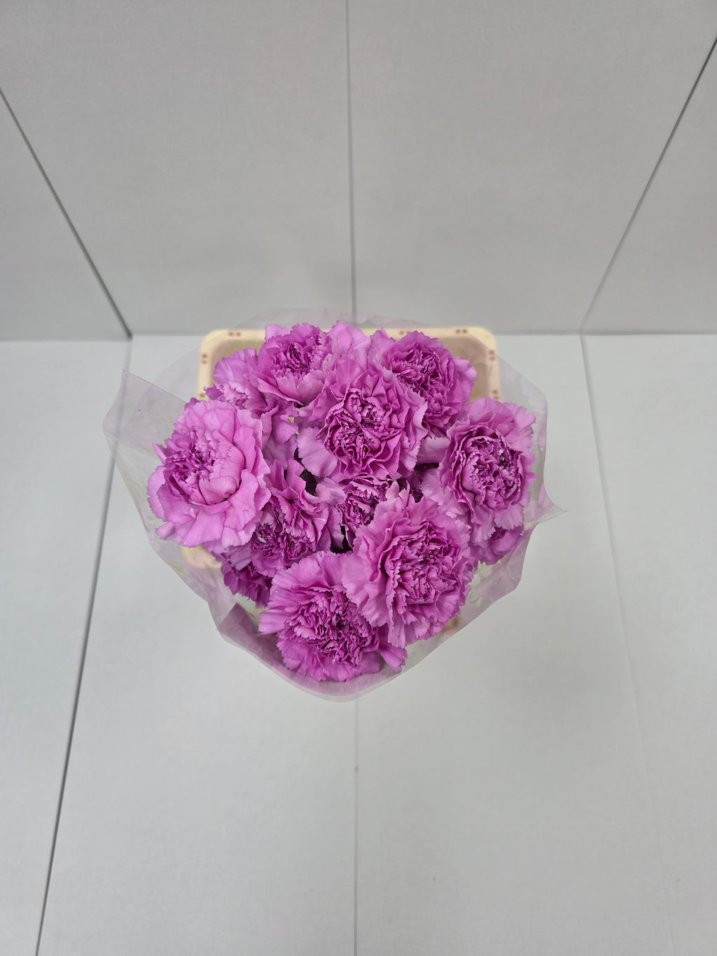 Farm Fresh Carnation Birmania(Bunch of 20 stems, Length 70cm)