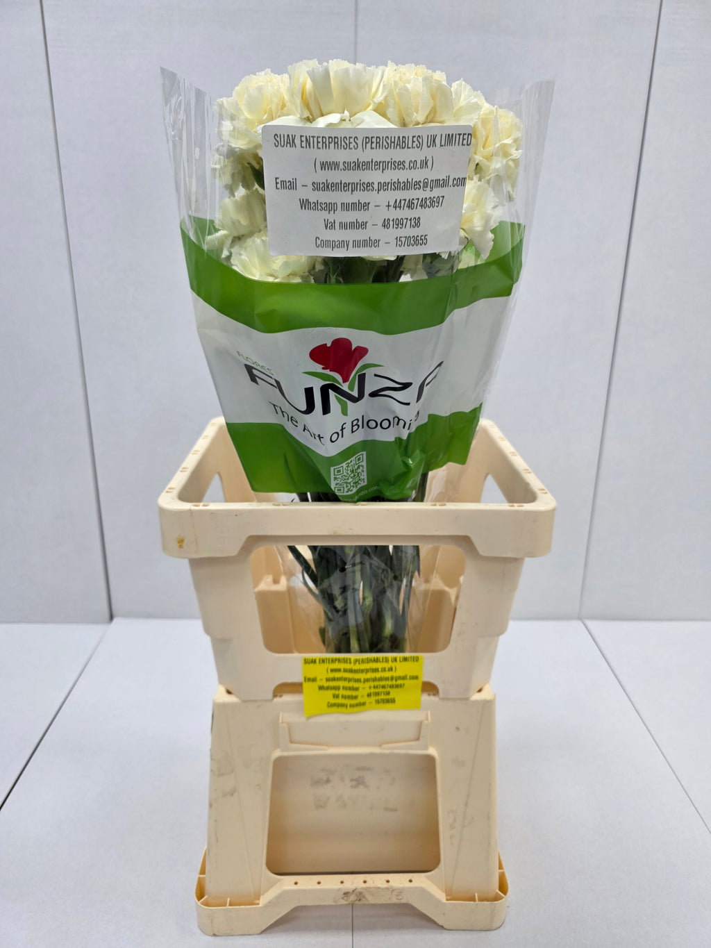 Farm Fresh Carnation Cream(Bunch of 25 stems, Length 70cm)