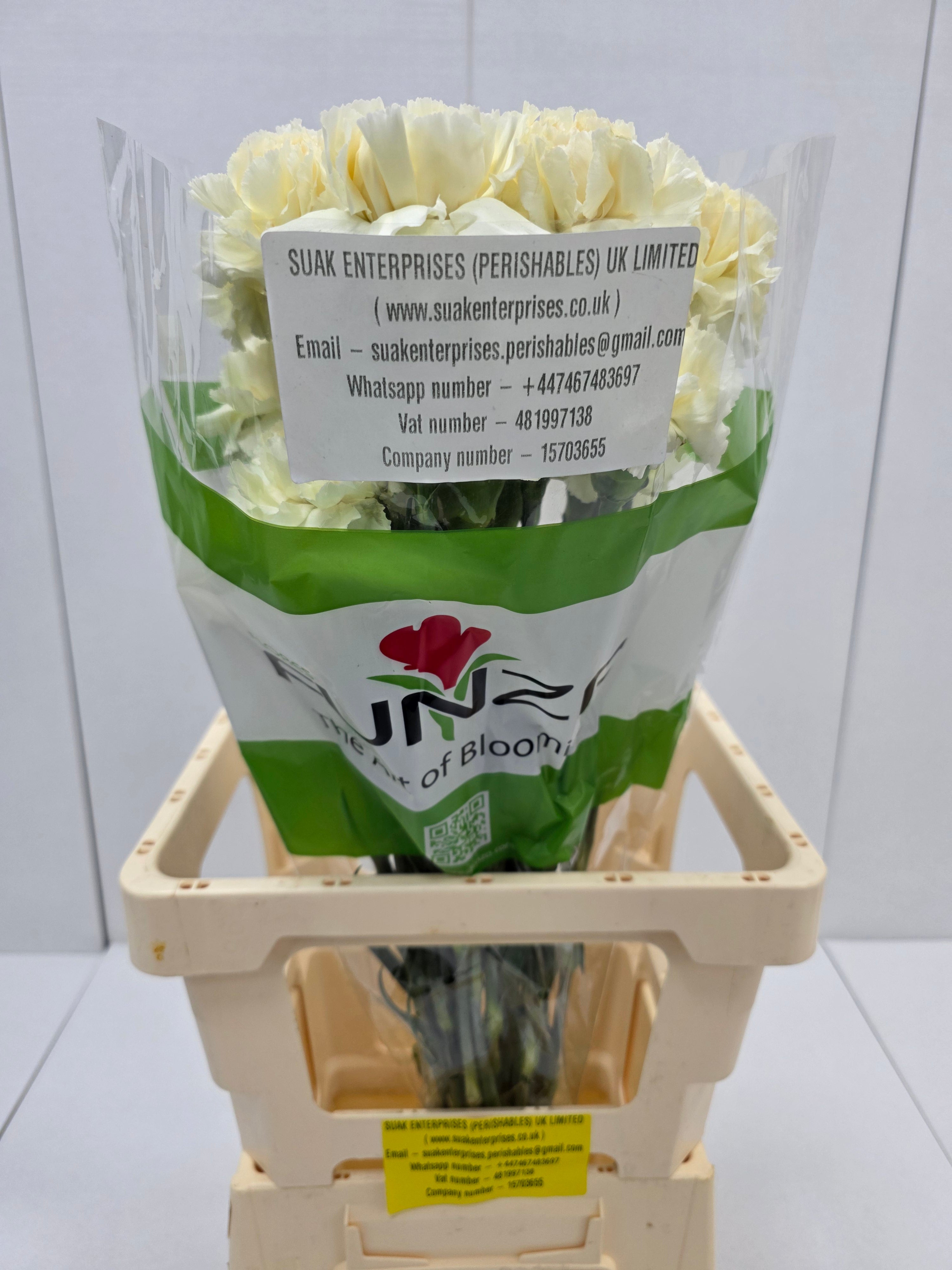 Farm Fresh Carnation Cream(Bunch of 25 stems, Length 70cm)