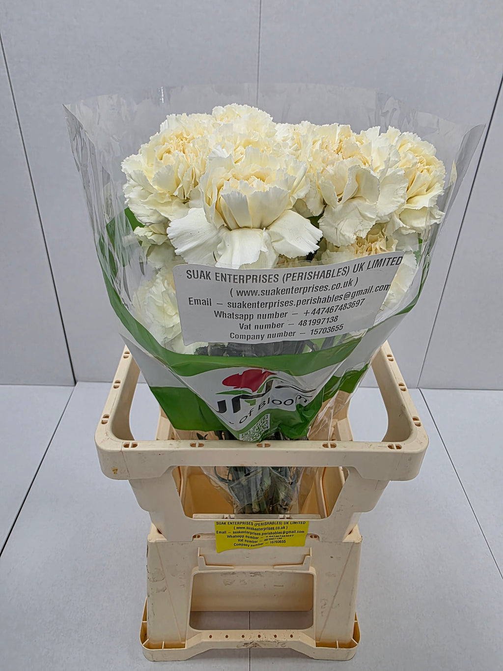 Farm Fresh Carnation Cream(Bunch of 25 stems, Length 70cm)