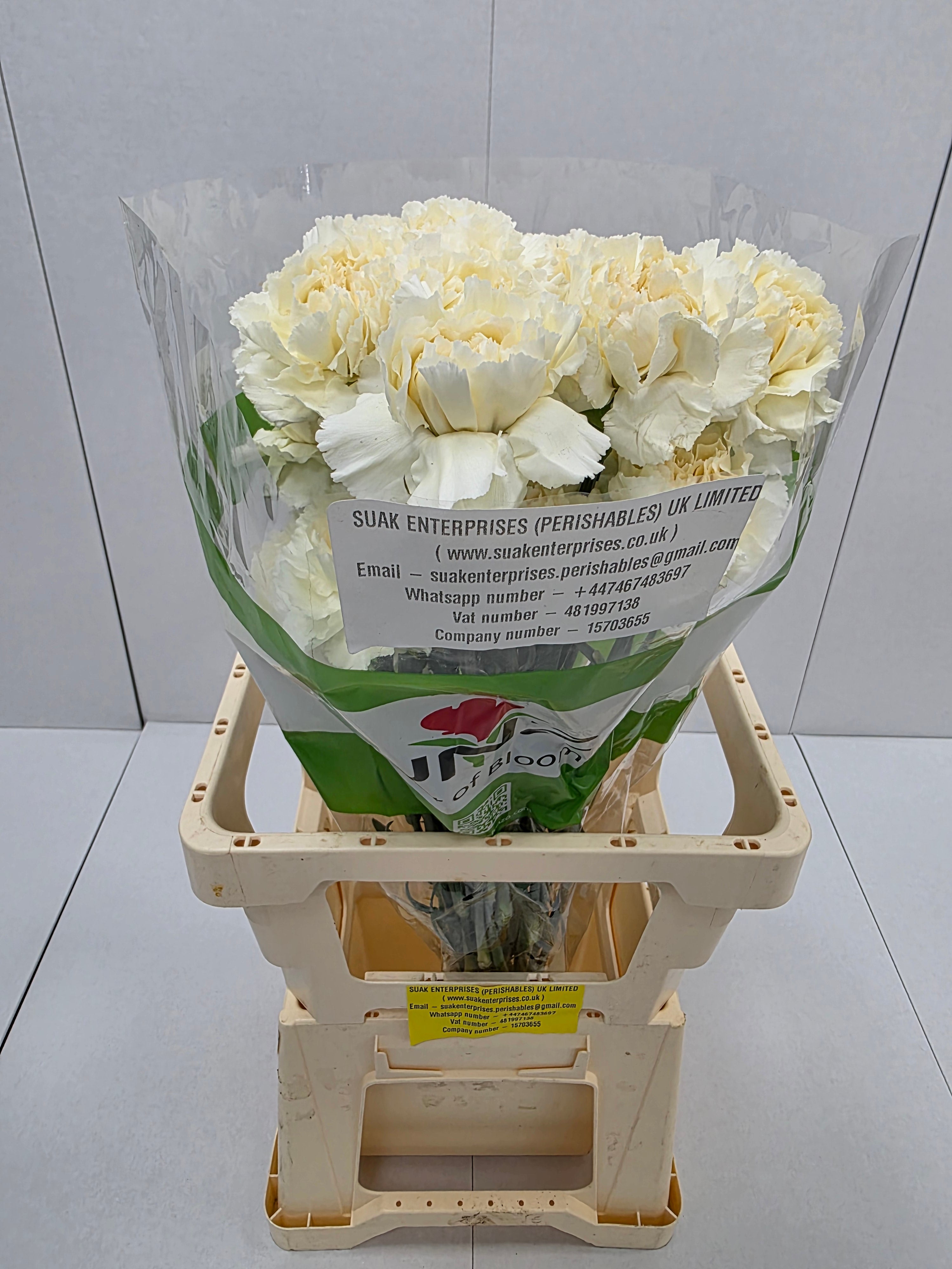 Farm Fresh Carnation Cream(Bunch of 25 stems, Length 70cm)