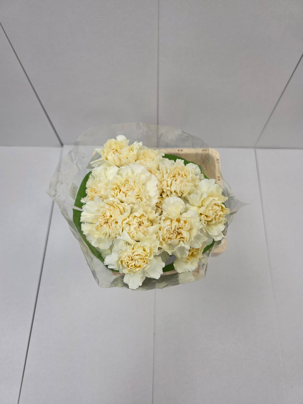 Farm Fresh Carnation Cream(Bunch of 25 stems, Length 70cm)