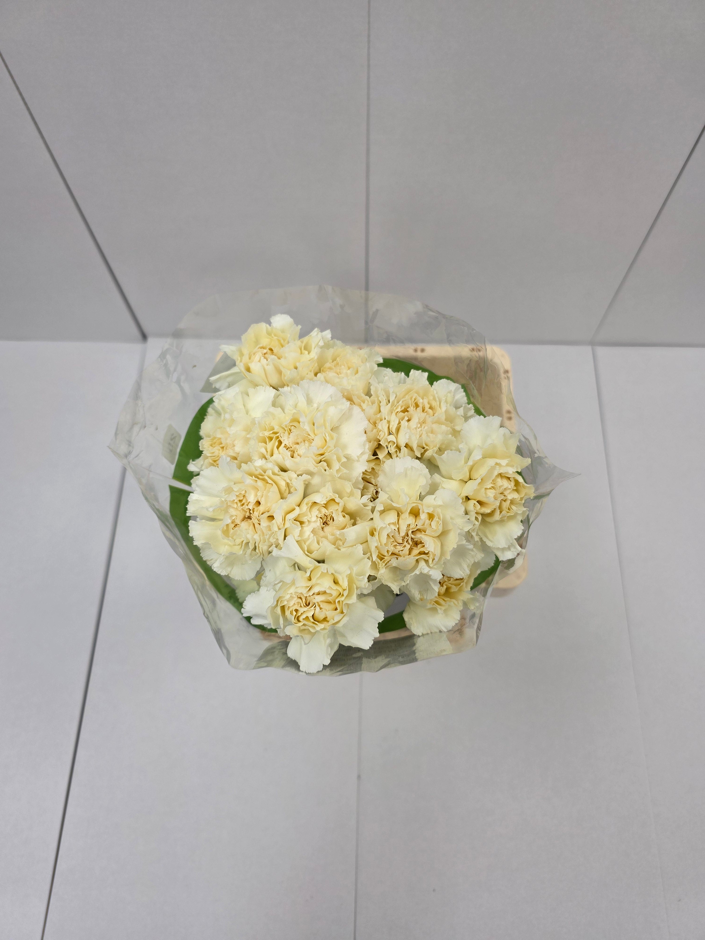 Farm Fresh Carnation Cream(Bunch of 25 stems, Length 70cm)