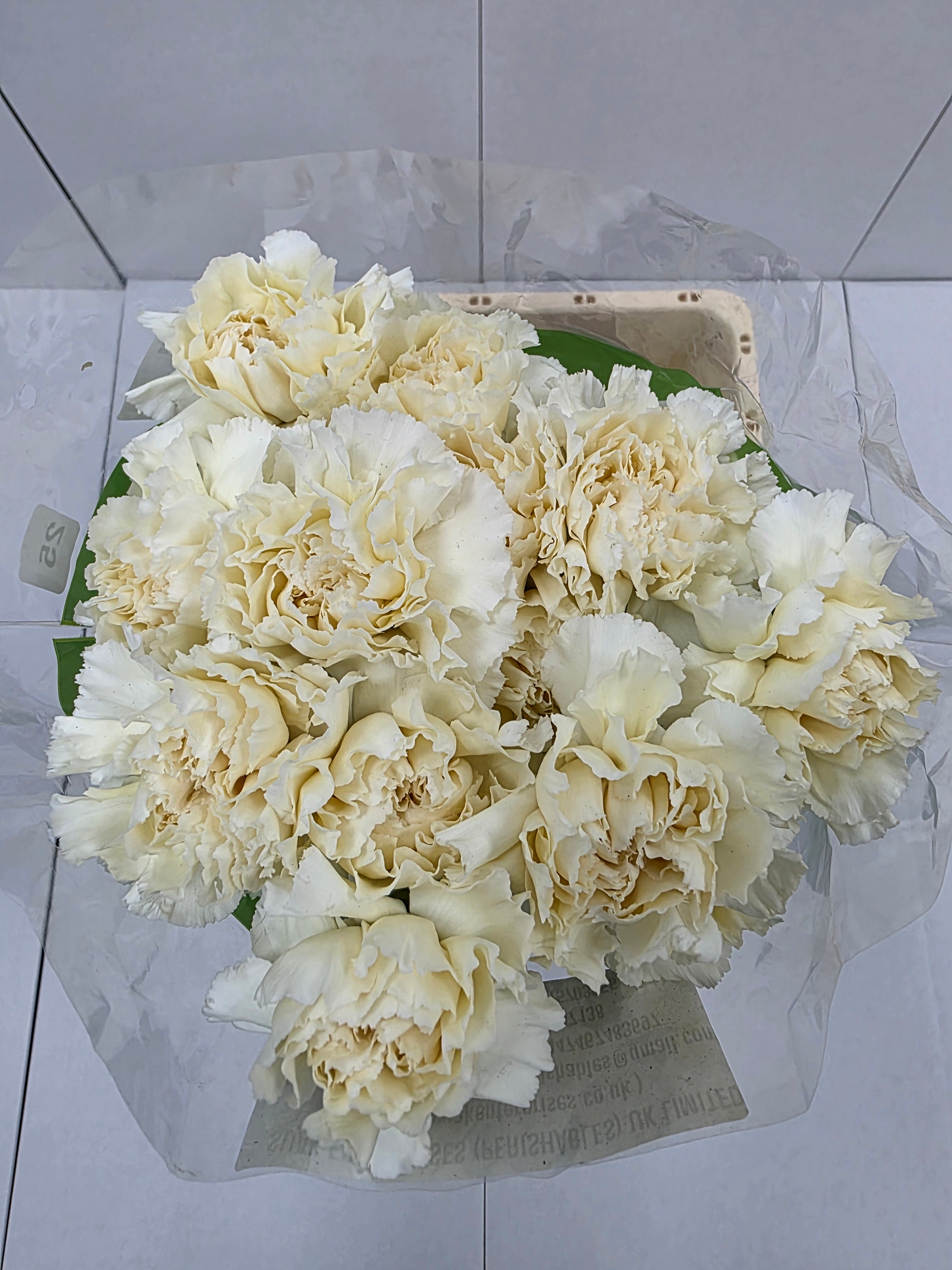Farm Fresh Carnation Cream(Bunch of 25 stems, Length 70cm)