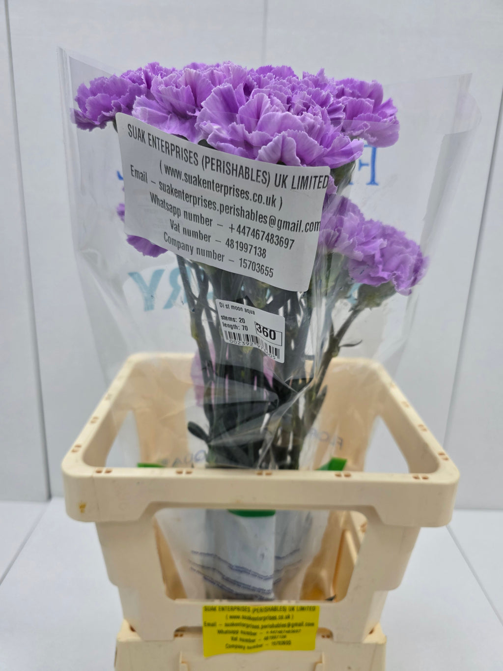 Farm Fresh Carnation  Moon Aqua (Bunch of 20stems, Length 70cm)