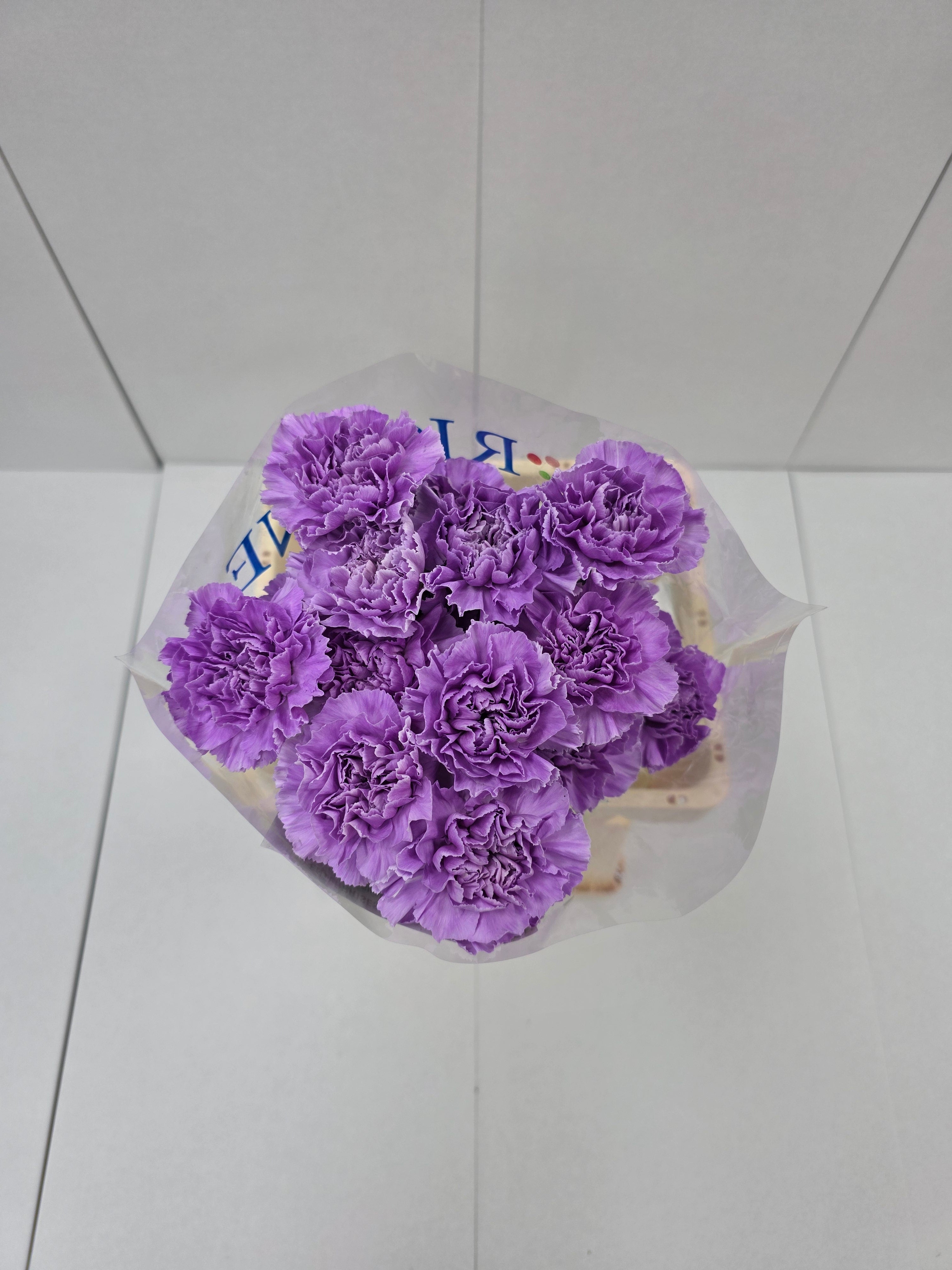 Farm Fresh Carnation  Moon Aqua (Bunch of 20stems, Length 70cm)