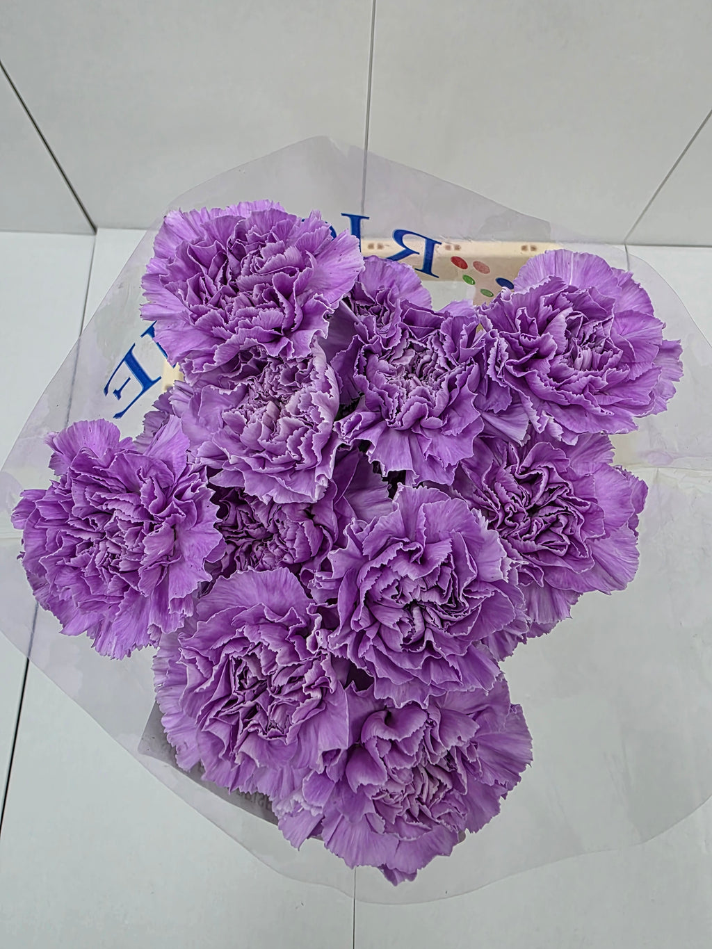 Farm Fresh Carnation  Moon Aqua (Bunch of 20stems, Length 70cm)