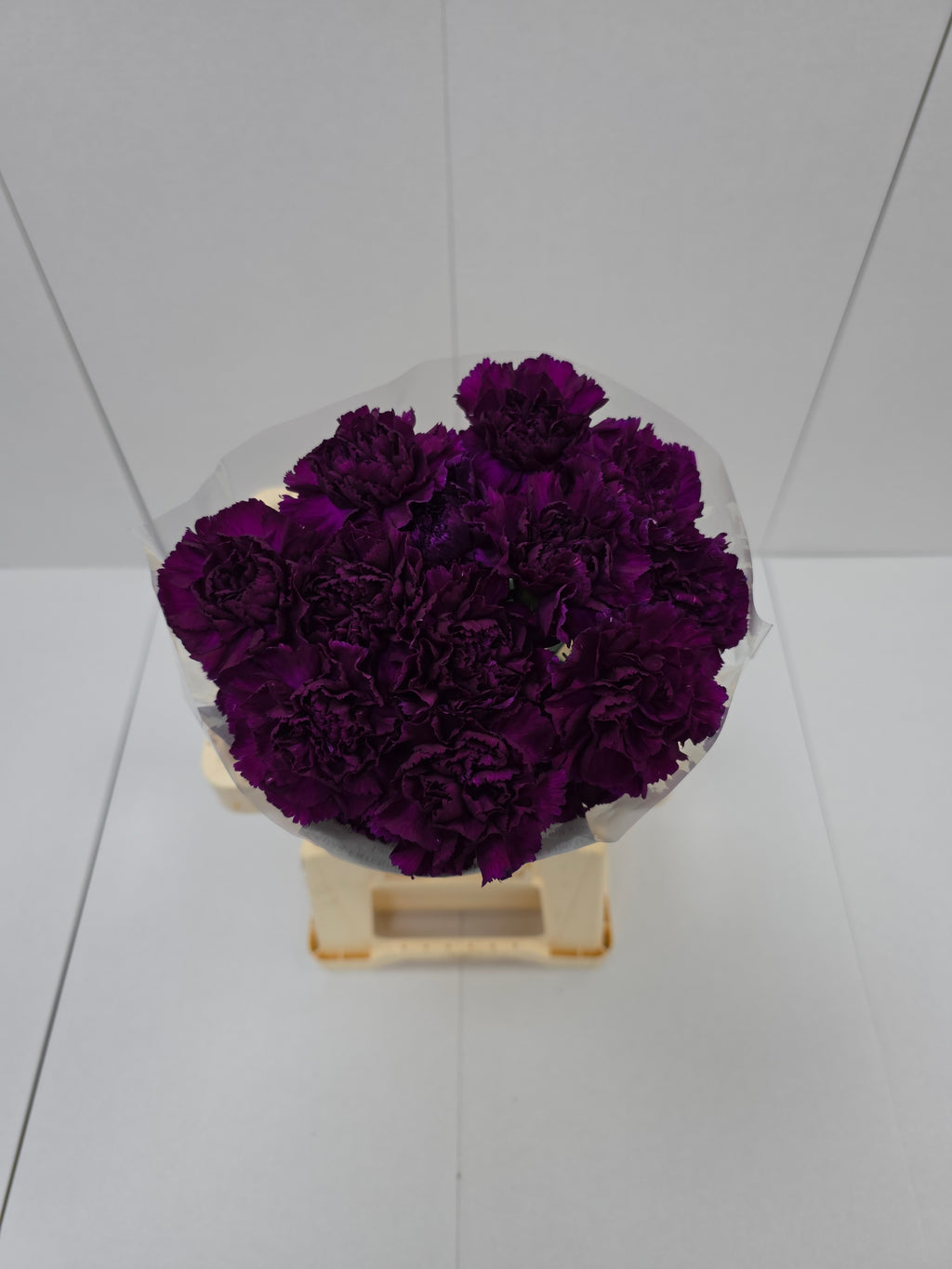 Farm Fresh Carnation Moon Tea ( Bunch of 20 stems, Length 70cm)