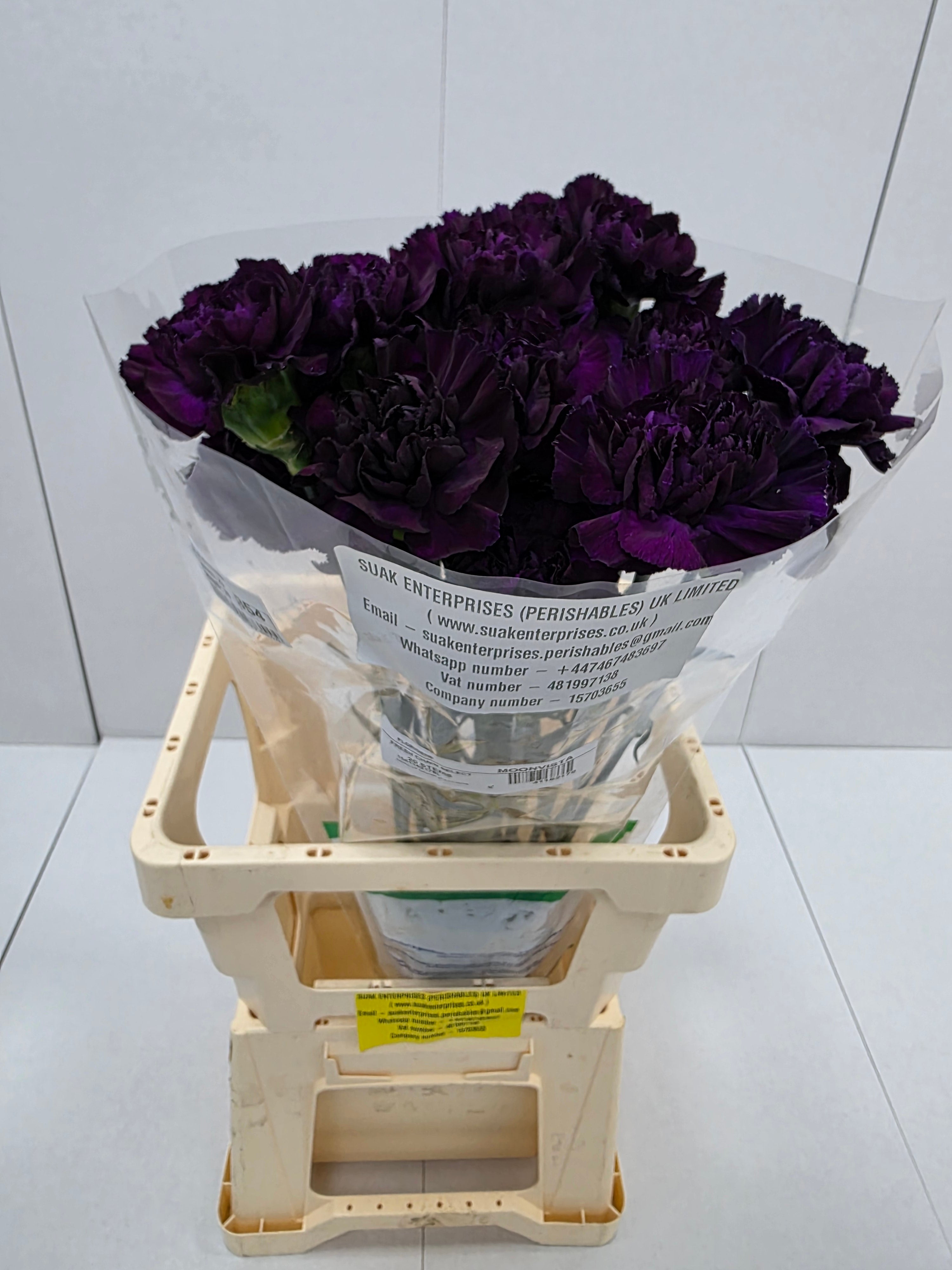 Farm Fresh Carnation Moonvista (Bunch of 20stems, Length 70cm)
