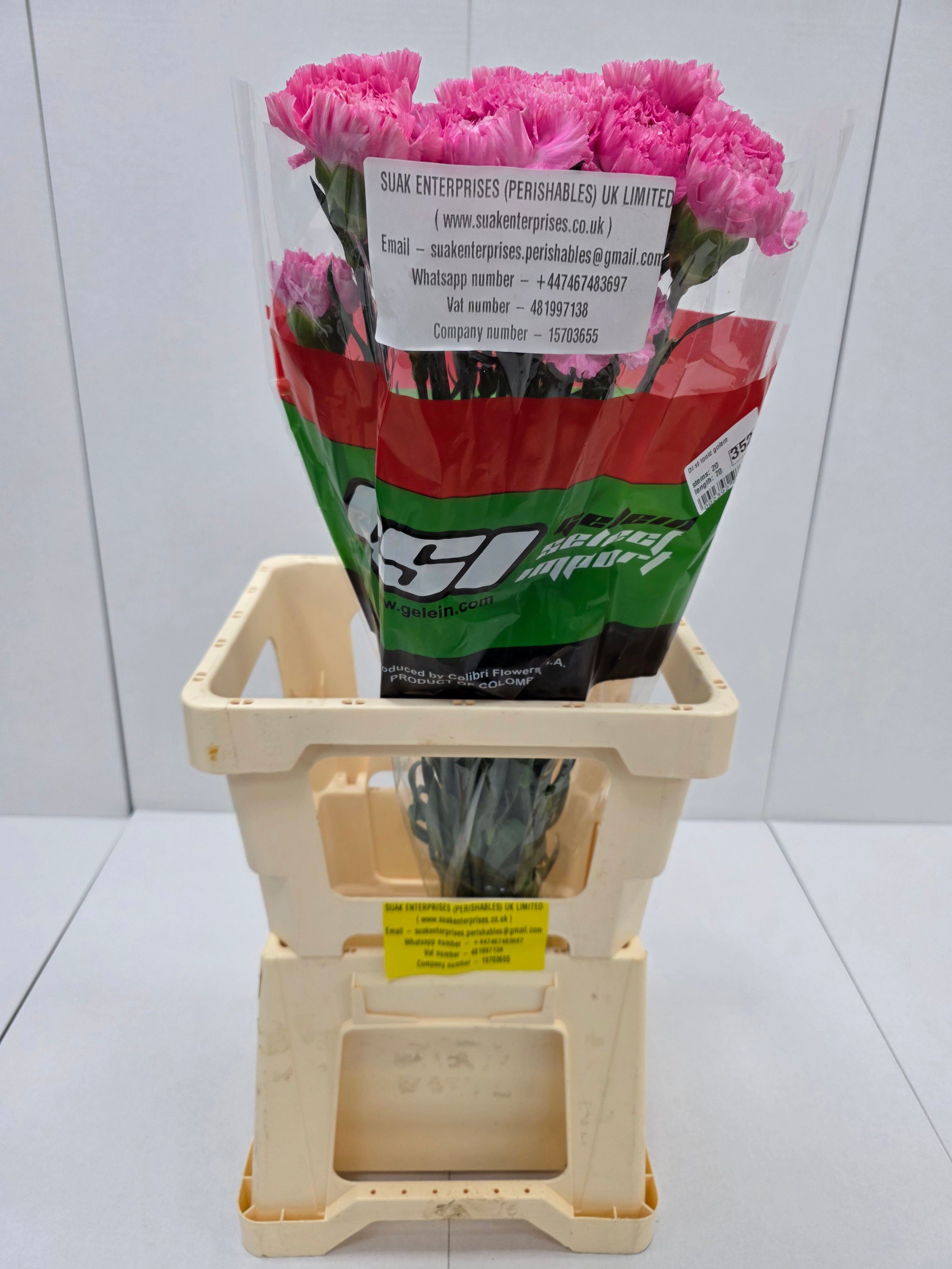 Farm Fresh Carnation Tonic Golem (Bunch of 20stems, Length 70cm)