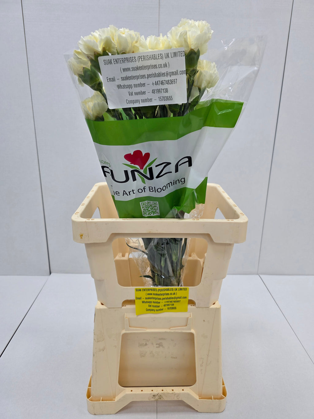 Farm Fresh Carnation Cream(Bunch of 25 stems, Length 70cm)