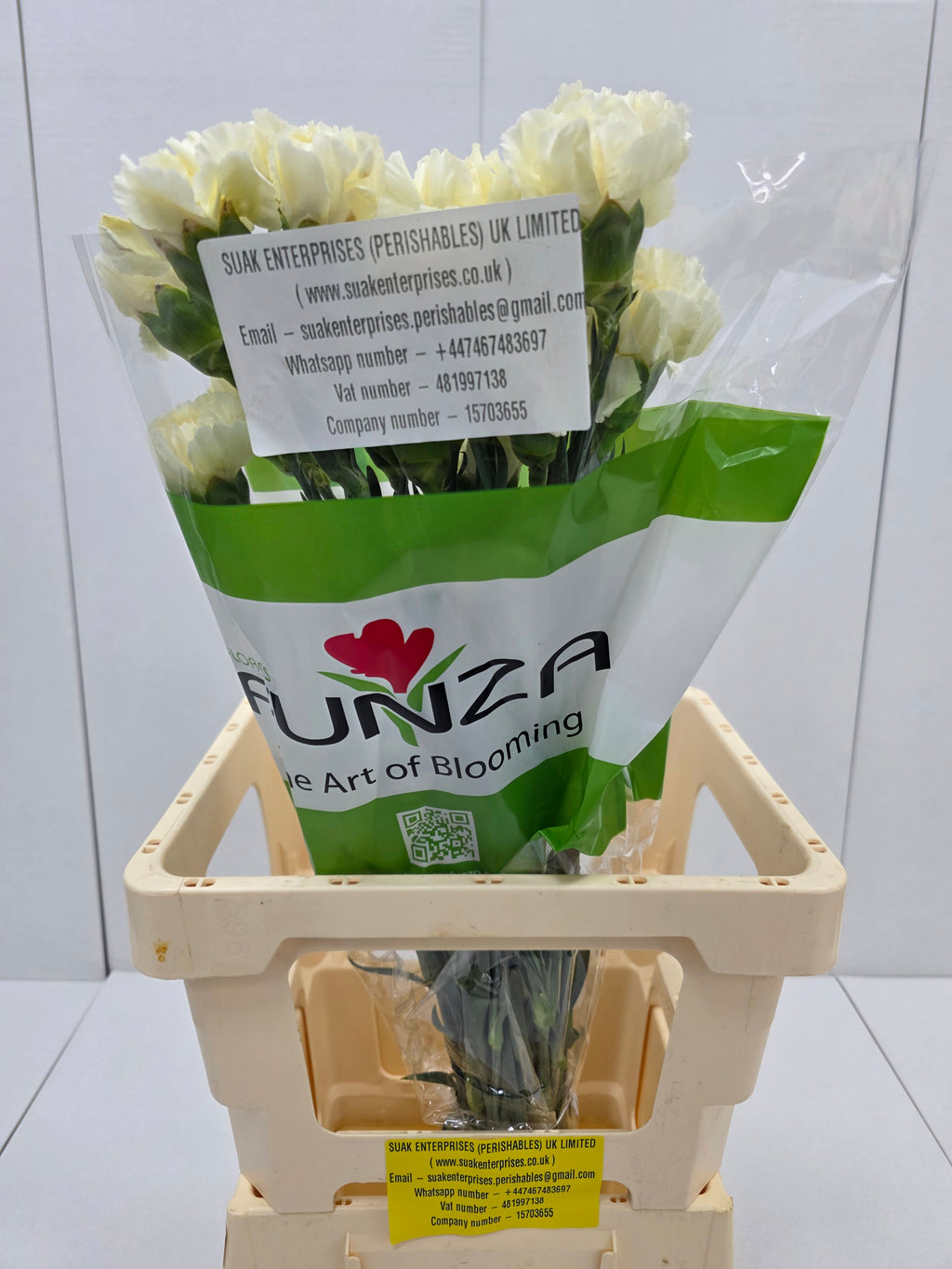 Farm Fresh Carnation Cream(Bunch of 25 stems, Length 70cm)