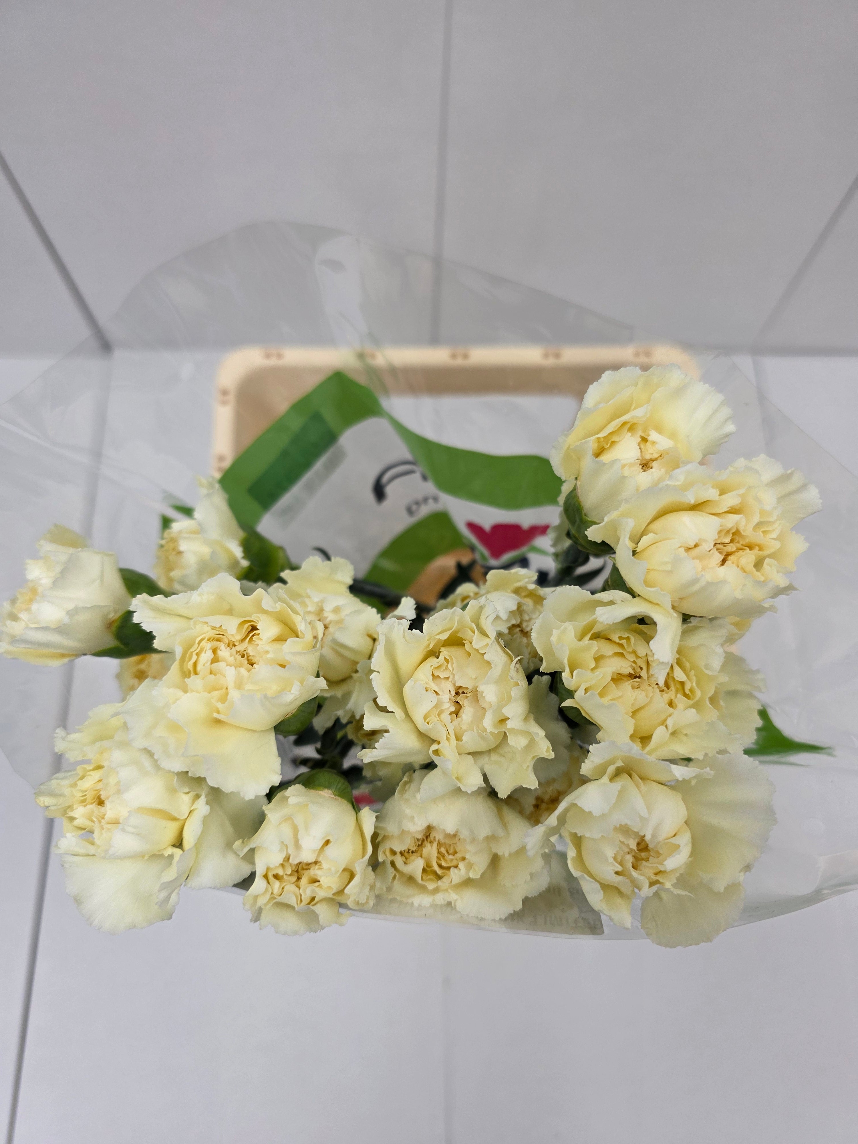 Farm Fresh Carnation Cream(Bunch of 25 stems, Length 70cm)