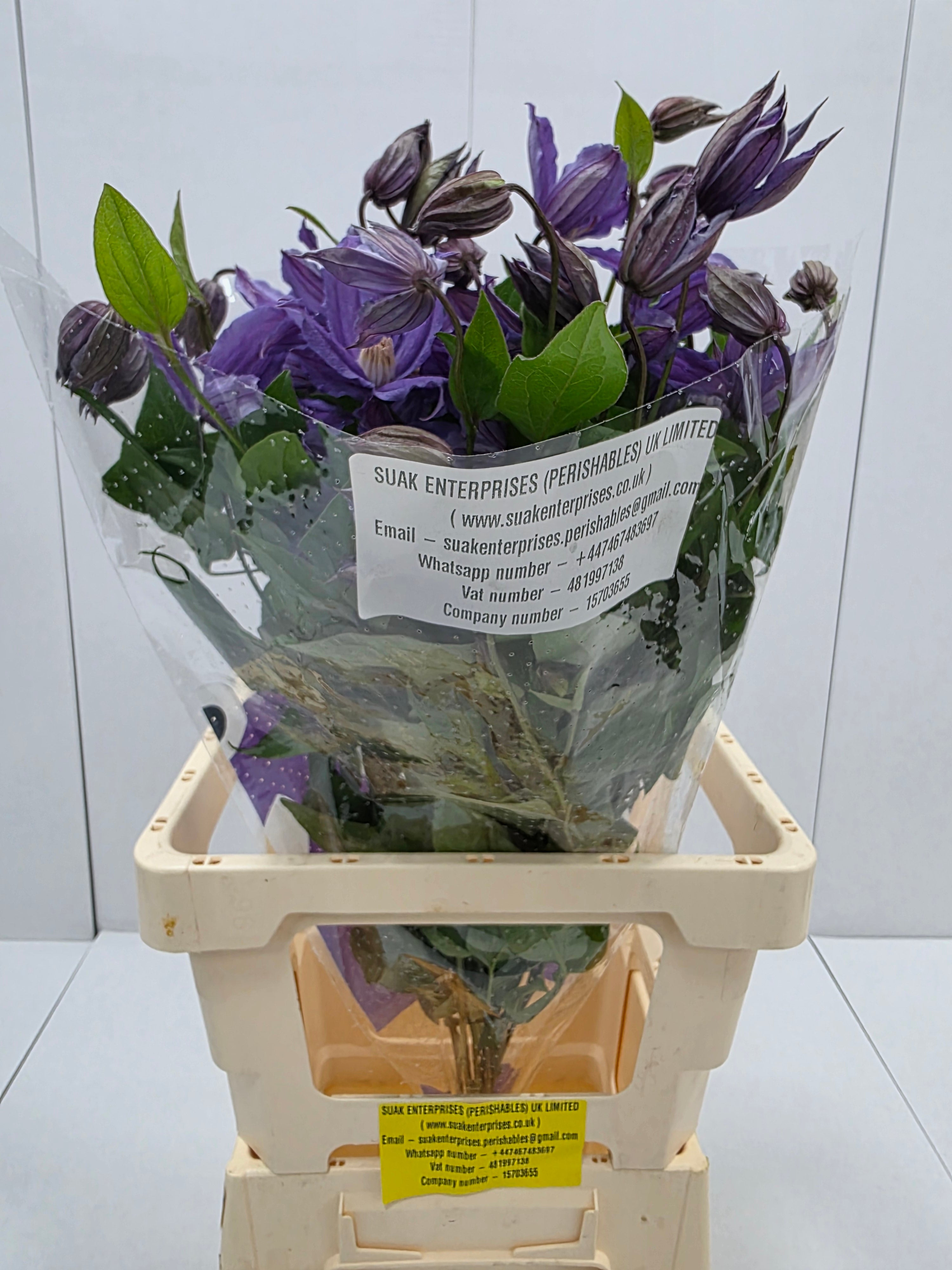 Farm Fresh Clematis Amazing Geneva (Bunch of 10 stems, Length 70cm)