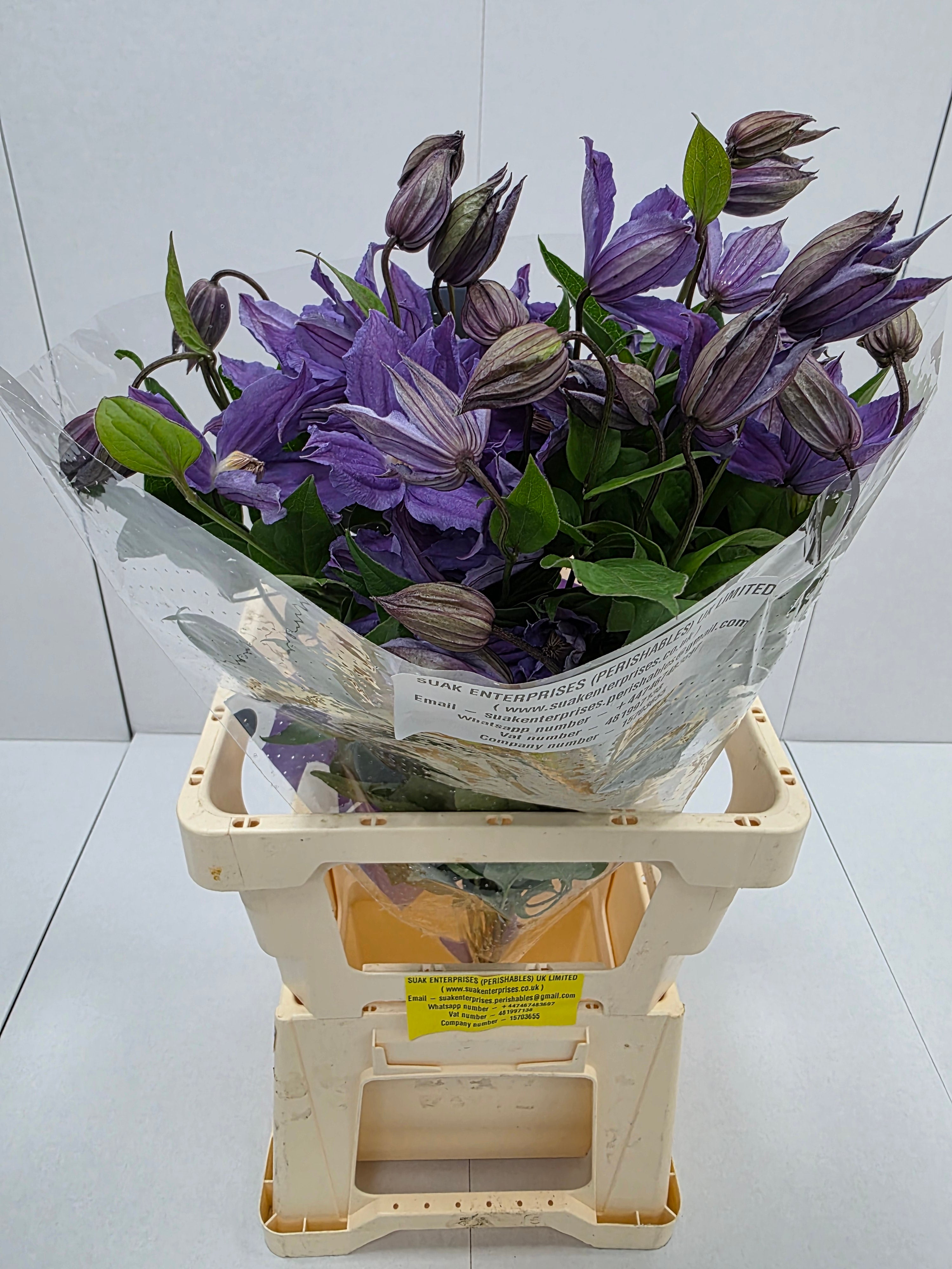 Farm Fresh Clematis Amazing Geneva (Bunch of 10 stems, Length 70cm)