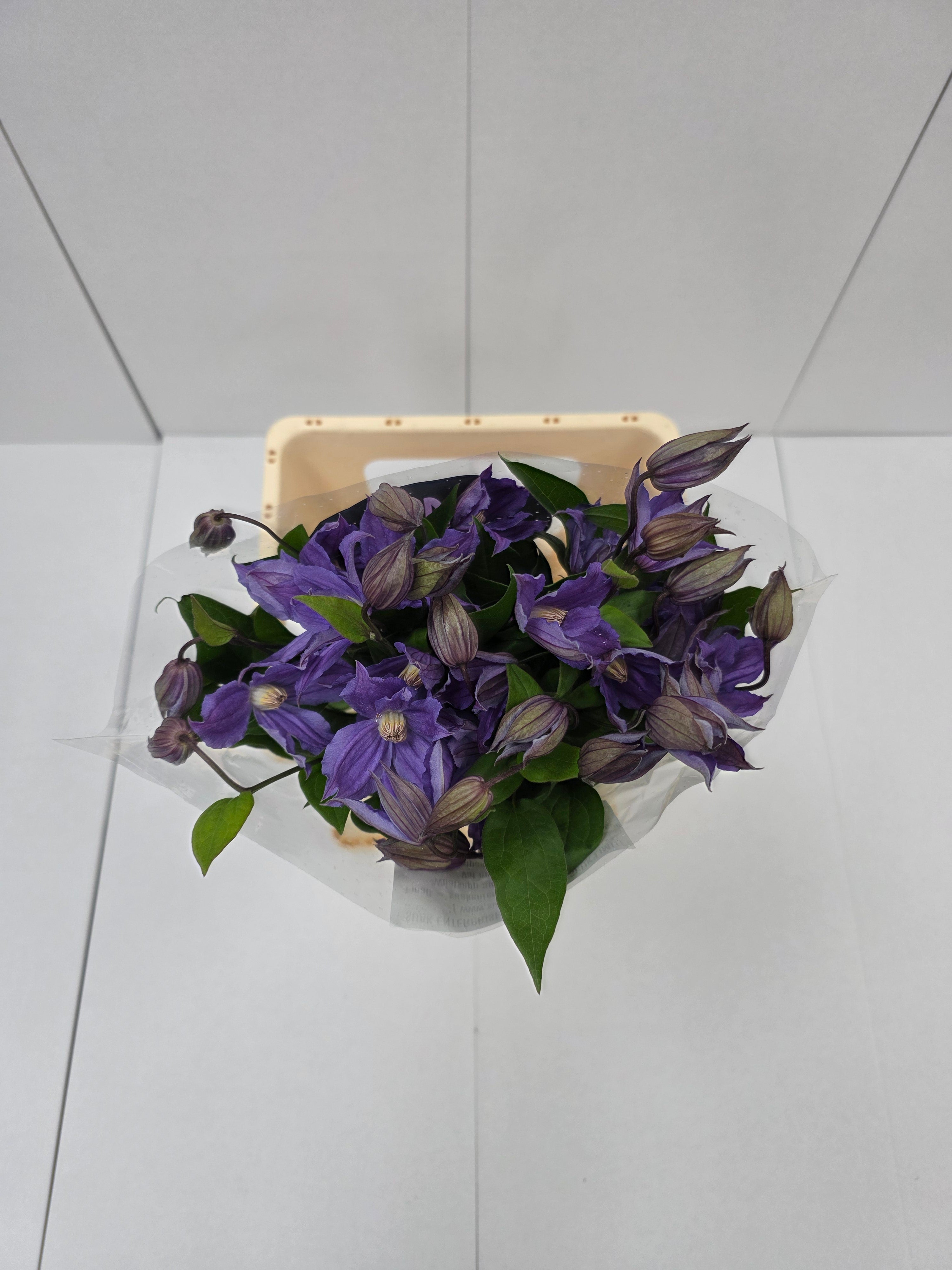 Farm Fresh Clematis Amazing Geneva (Bunch of 10 stems, Length 70cm)