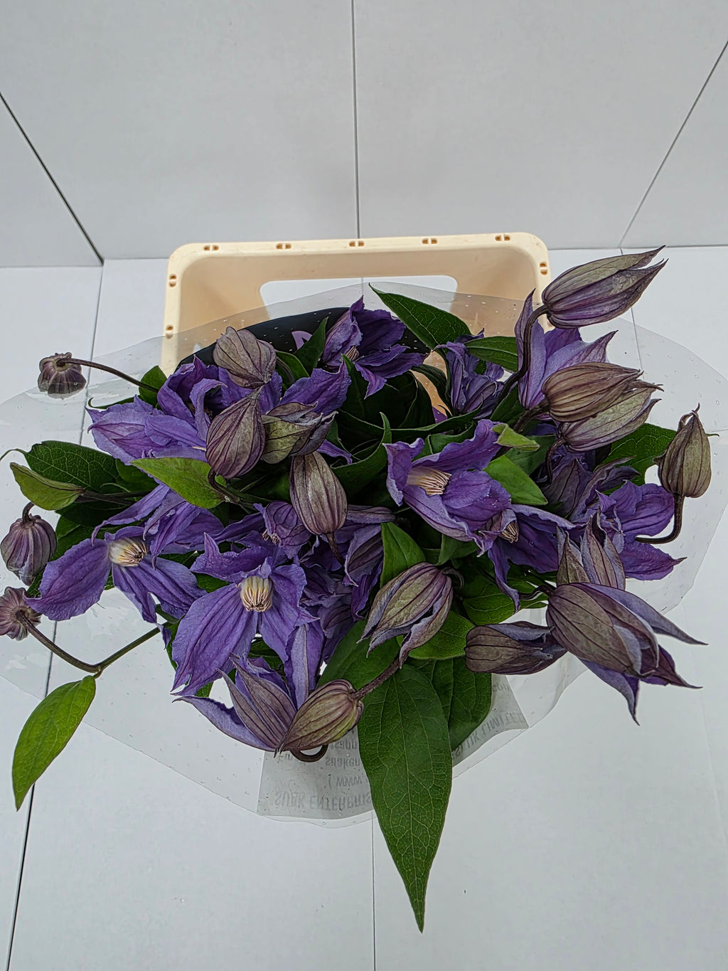 Farm Fresh Clematis Amazing Geneva (Bunch of 10 stems, Length 70cm)