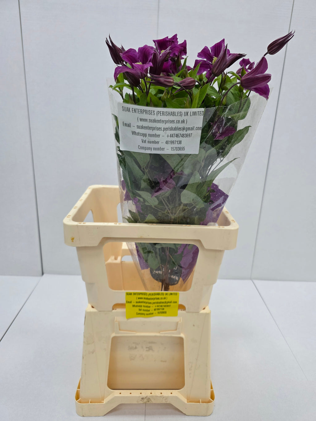 Farm Fresh Clematis Amazing Kyiv(Bunch of 10 stems, Length 70cm)