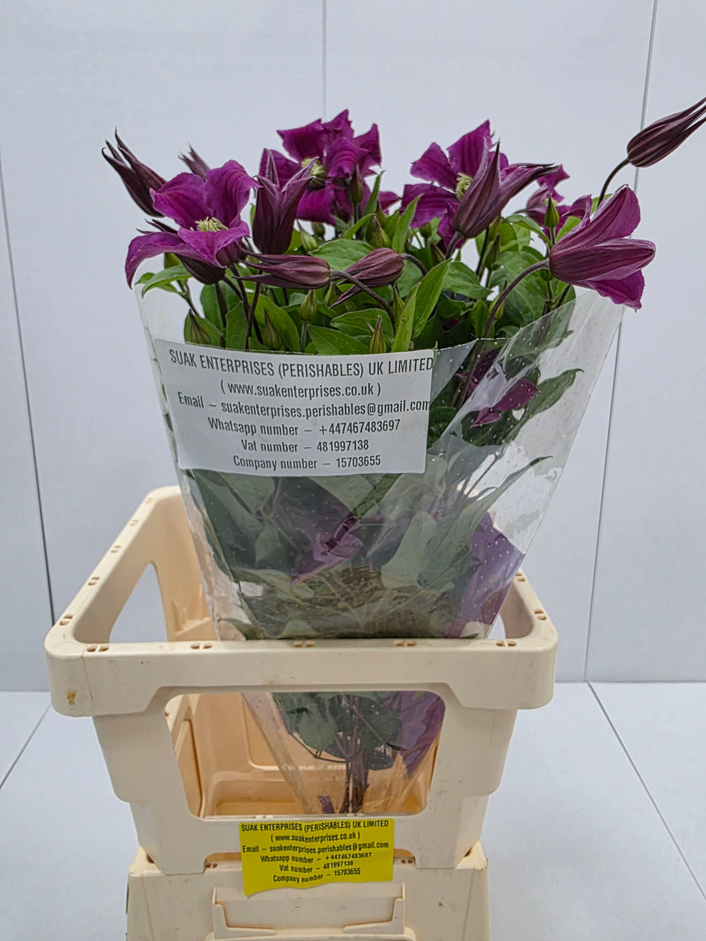 Farm Fresh Clematis Amazing Kyiv(Bunch of 10 stems, Length 70cm)