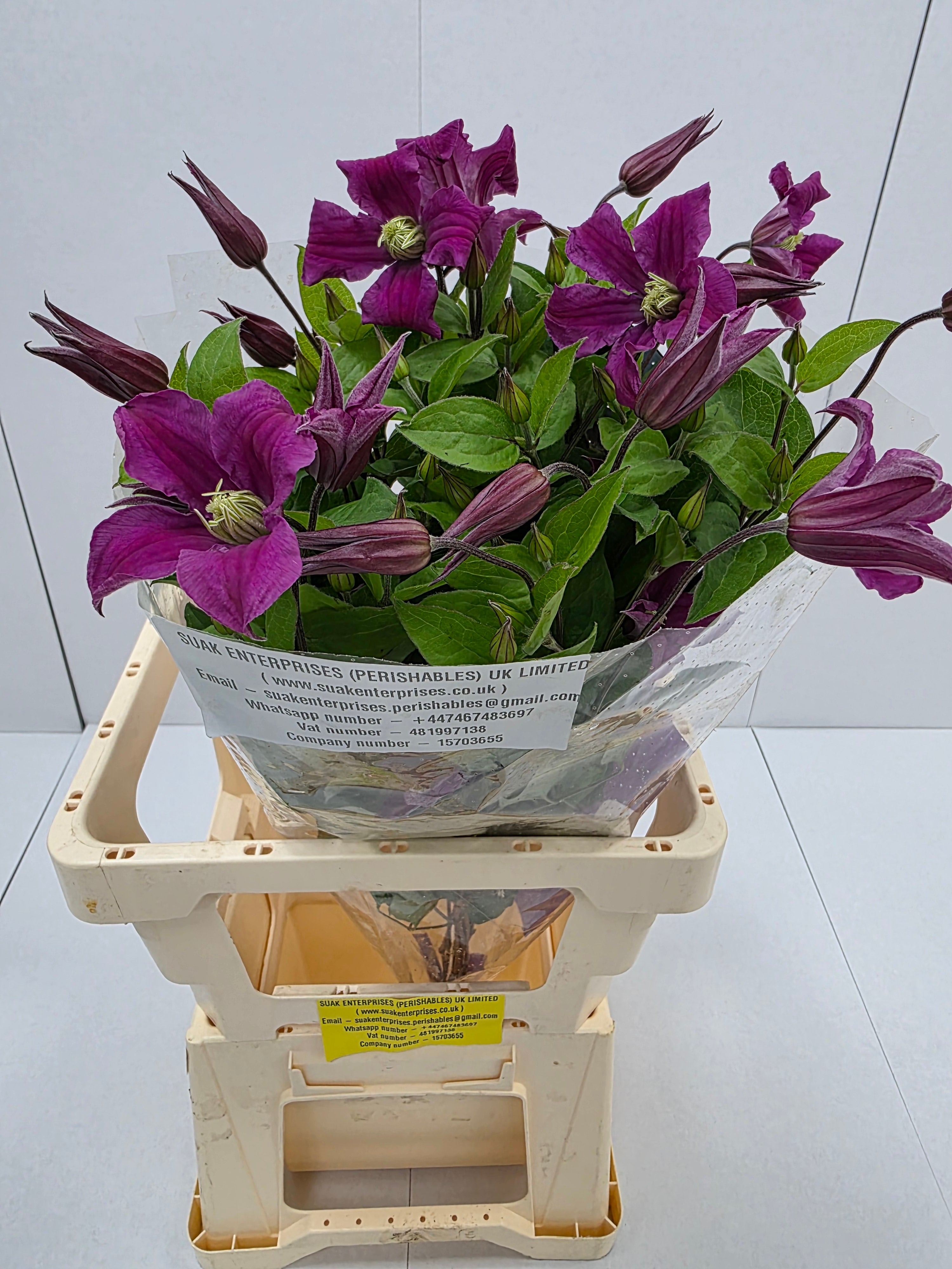 Farm Fresh Clematis Amazing Kyiv(Bunch of 10 stems, Length 70cm)