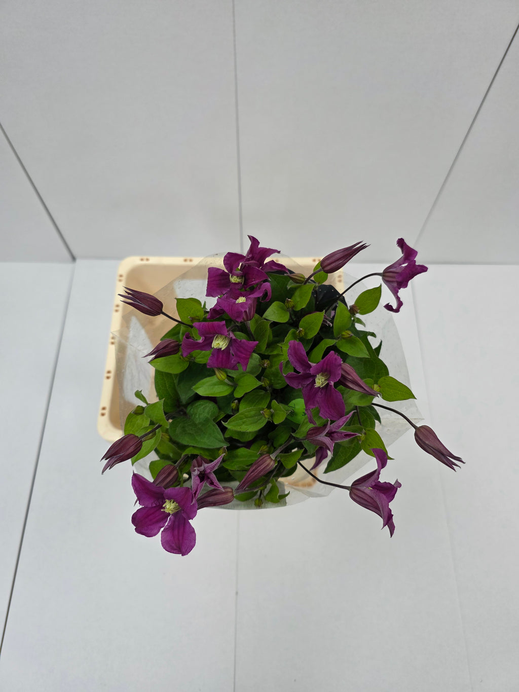 Farm Fresh Clematis Amazing Kyiv(Bunch of 10 stems, Length 70cm)