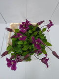 Farm Fresh Clematis Amazing Kyiv(Bunch of 10 stems, Length 70cm)