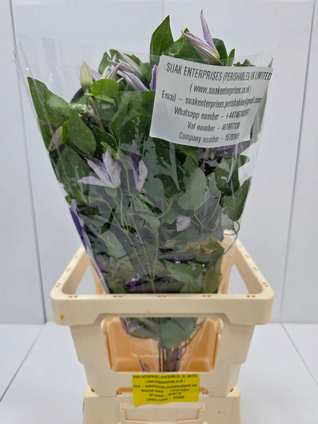 Farm Fresh Clematis Amazing Miami(Bunch of 10 stems, Length 70cm)