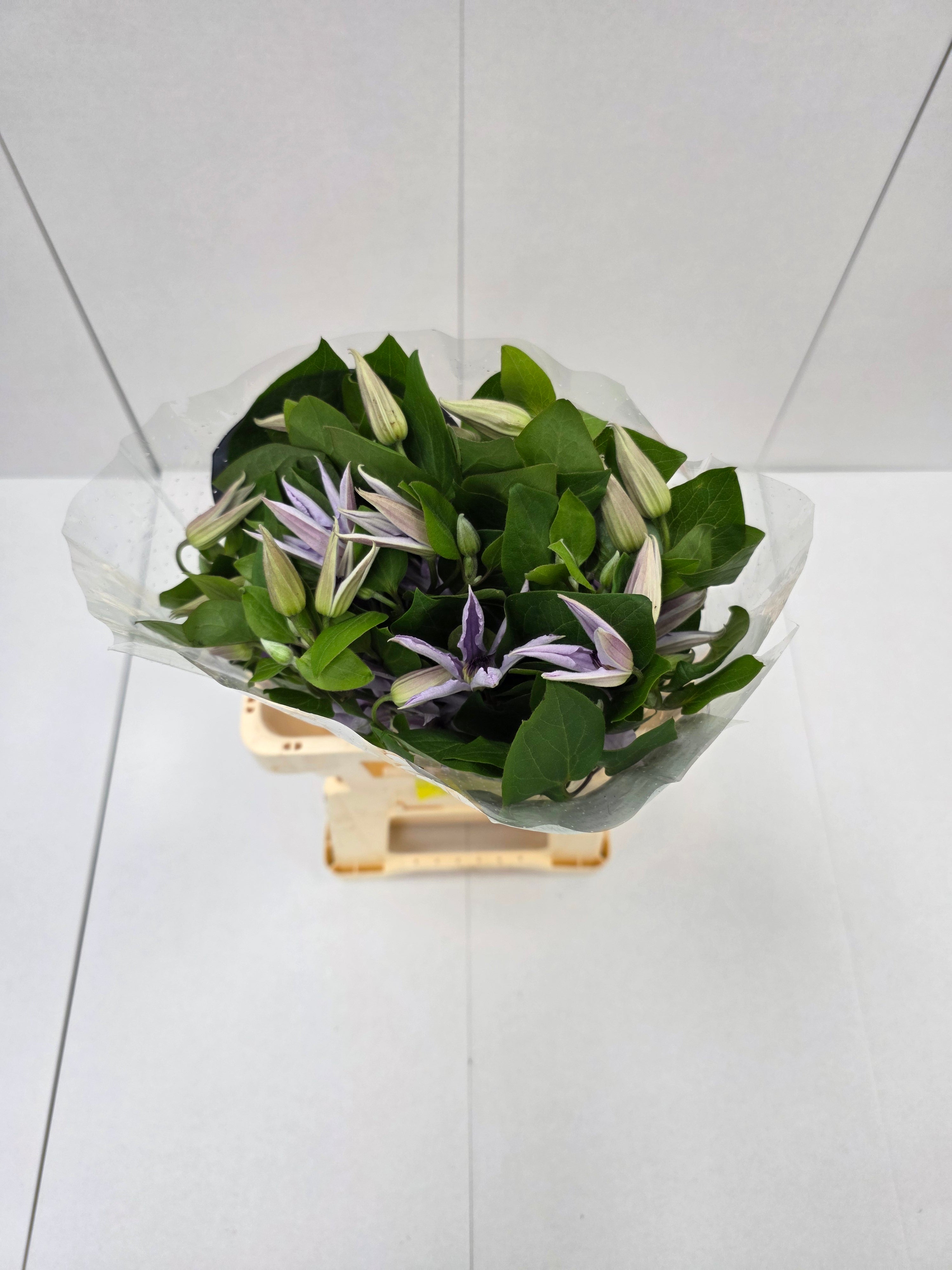Farm Fresh Clematis Amazing Miami(Bunch of 10 stems, Length 70cm)