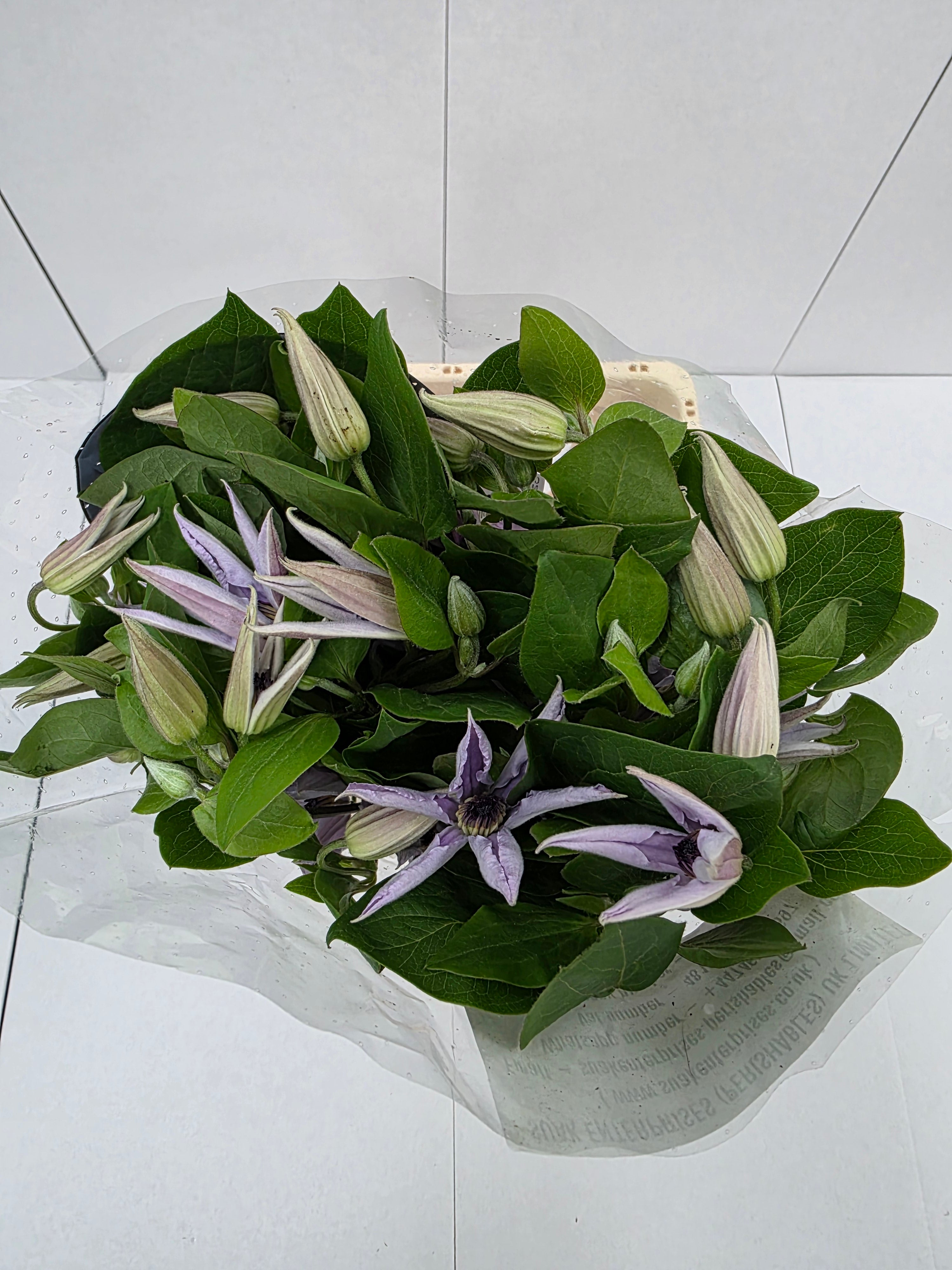 Farm Fresh Clematis Amazing Miami(Bunch of 10 stems, Length 70cm)