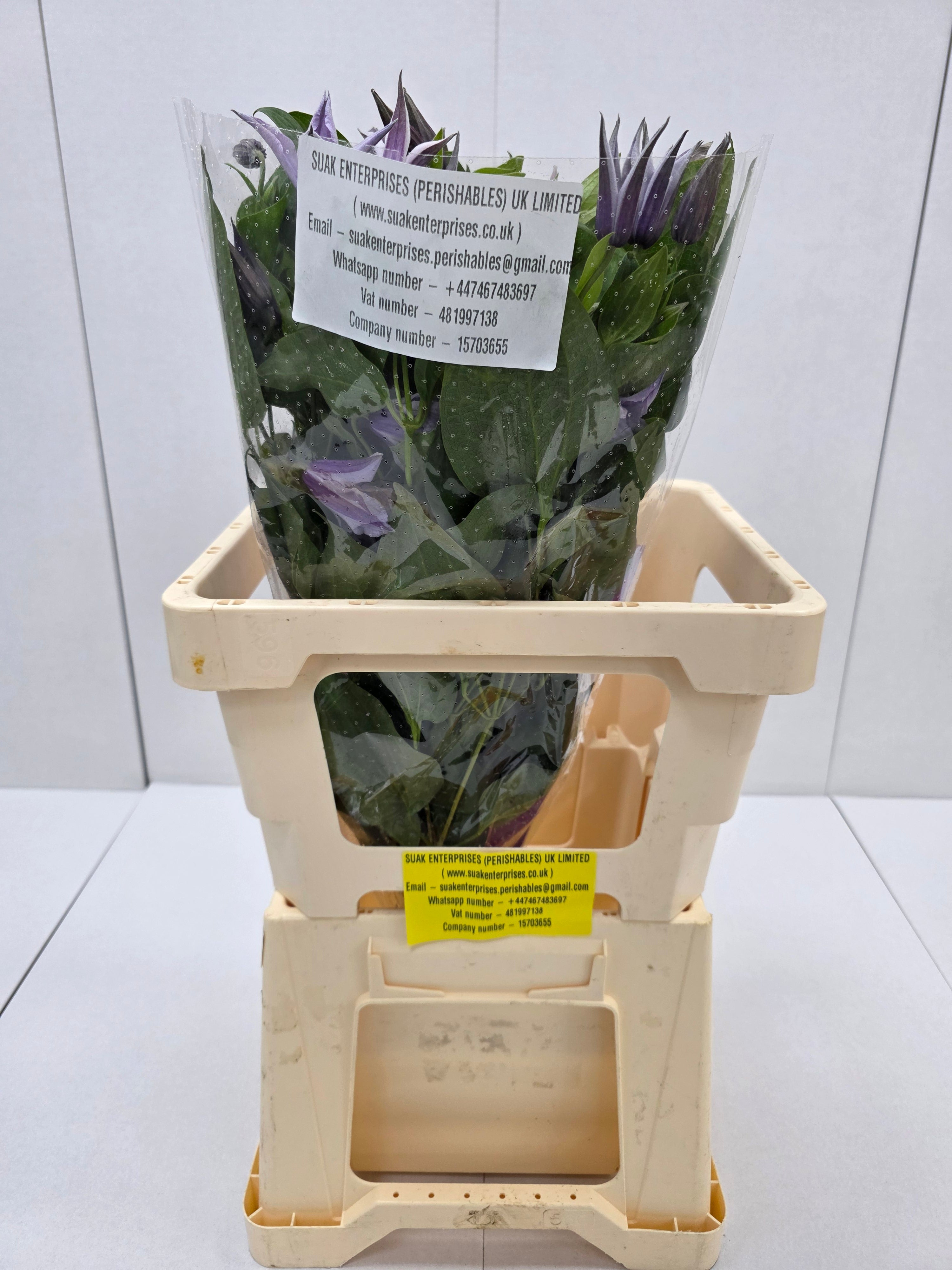 Farm Fresh Clematis Star River(Bunch of 10 stems, Length 70cm)
