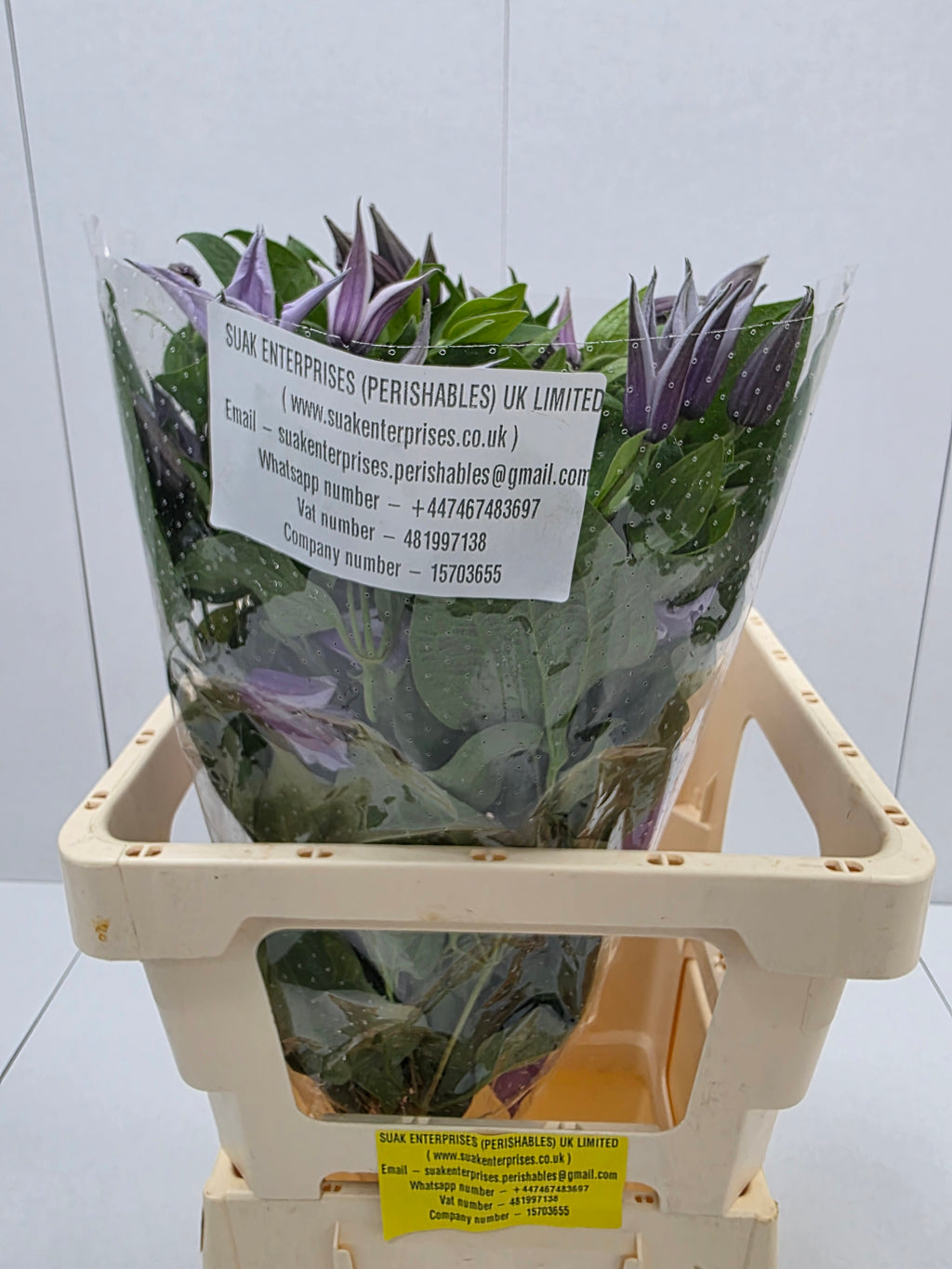 Farm Fresh Clematis Star River(Bunch of 10 stems, Length 70cm)