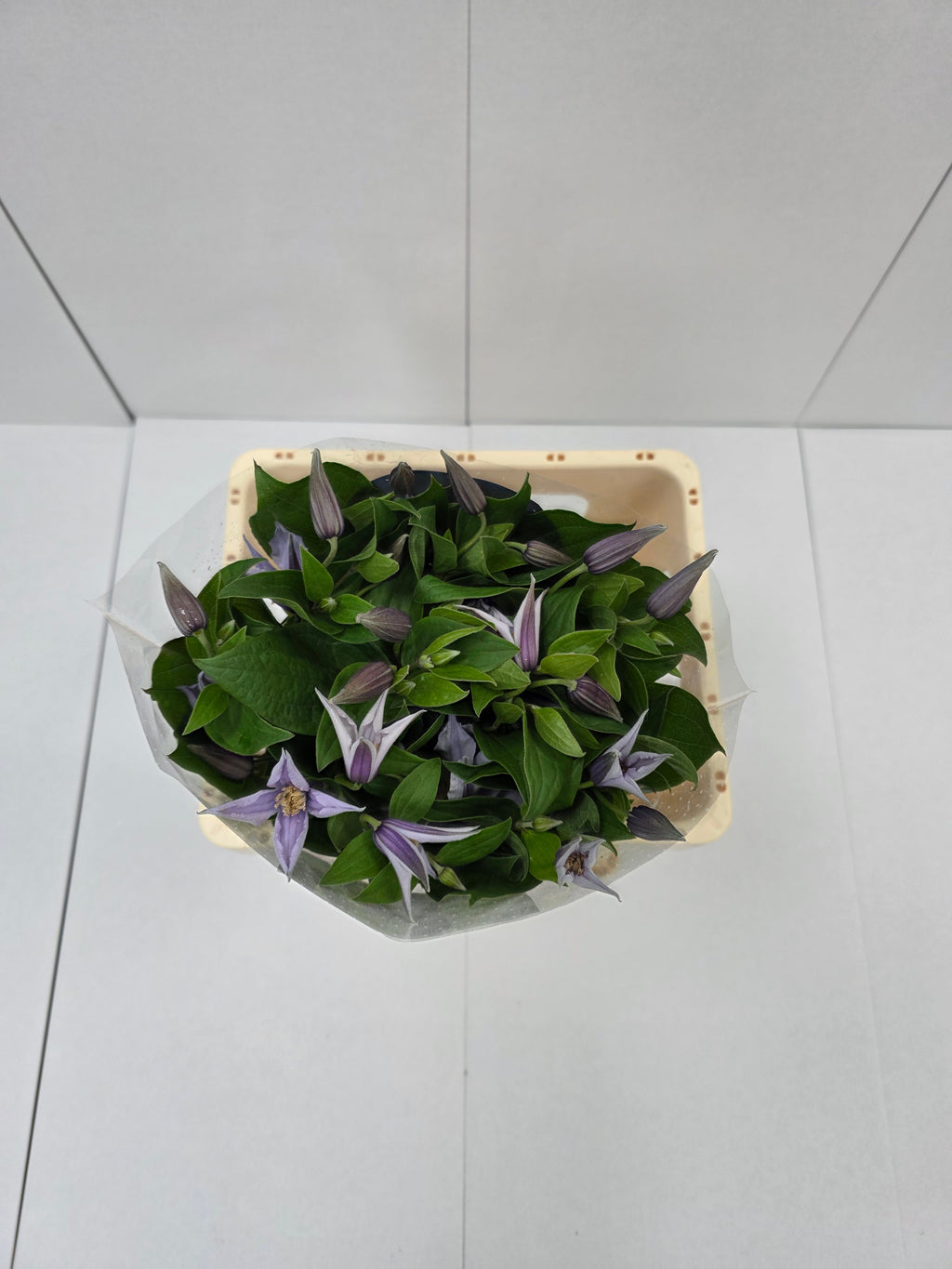Farm Fresh Clematis Star River(Bunch of 10 stems, Length 70cm)