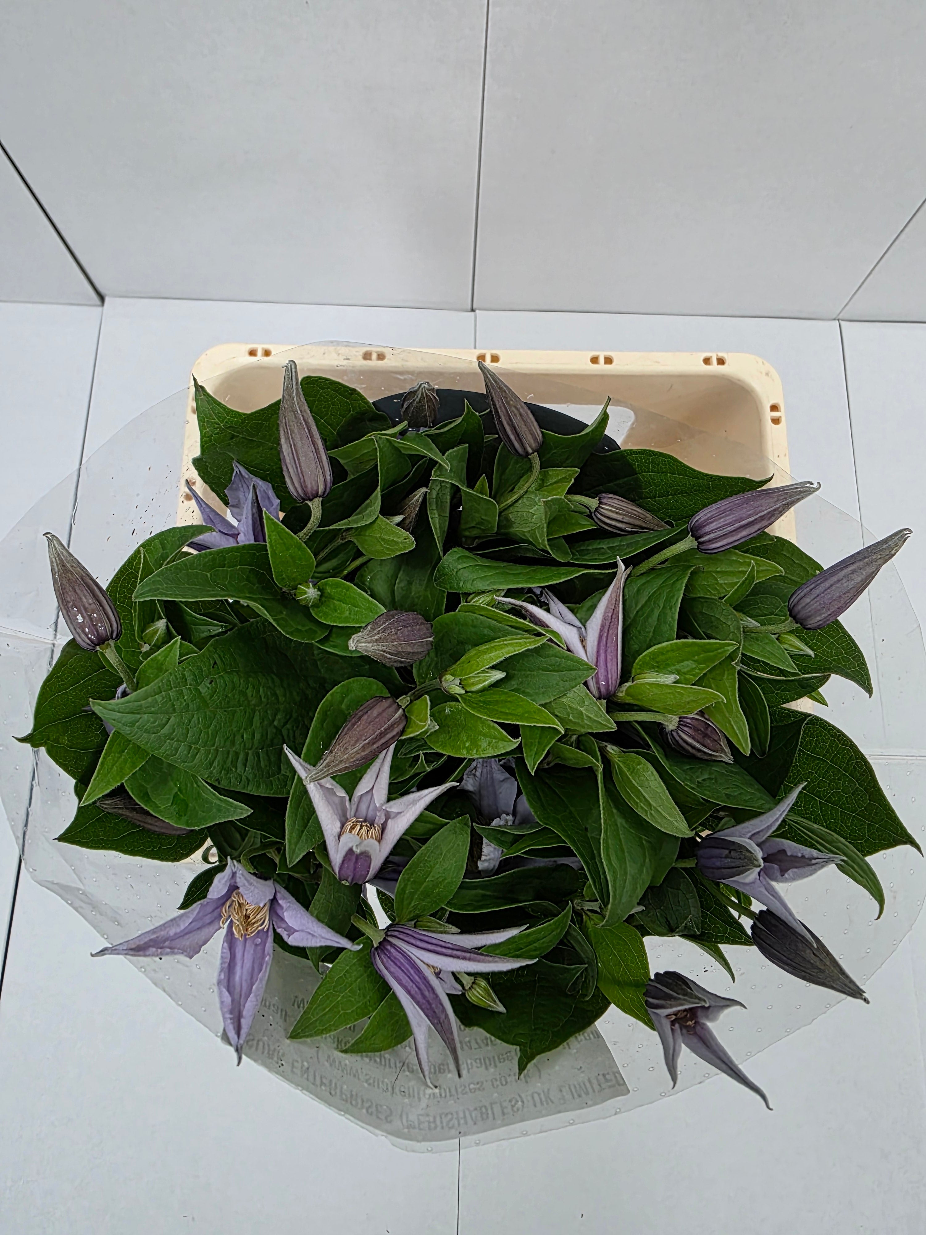 Farm Fresh Clematis Star River(Bunch of 10 stems, Length 70cm)