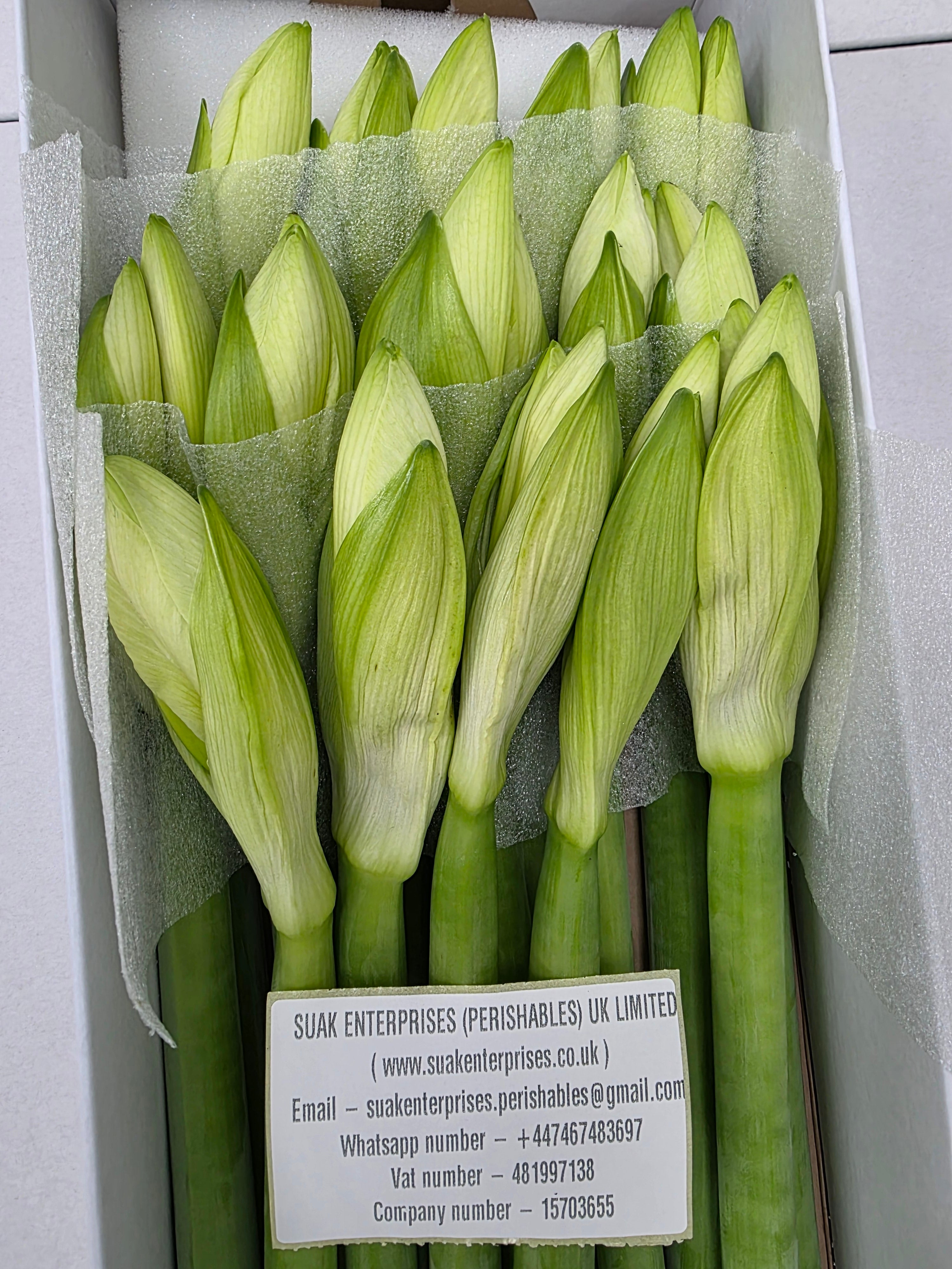 Farm Fresh Hippeastrum/Amarylis Mont Blac (Box of 15 stems, Length 80cm)