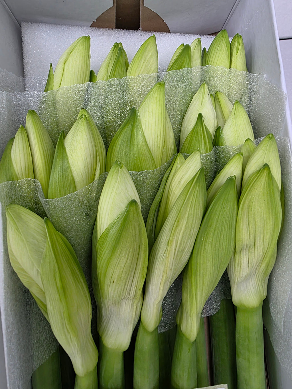 Farm Fresh Hippeastrum/Amarylis Mont Blac (Box of 15 stems, Length 80cm)