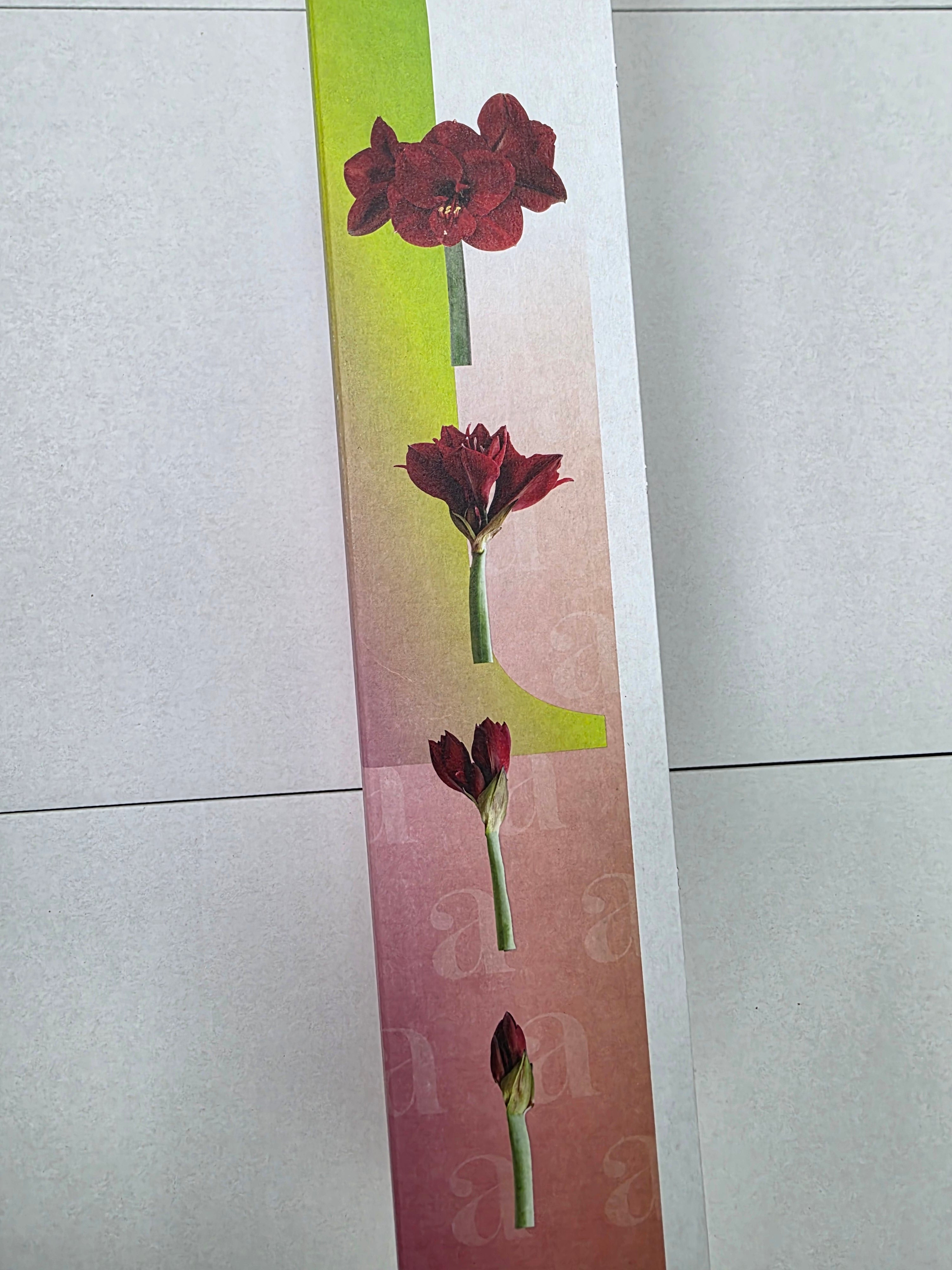 Farm Fresh Hippeastrum/Amarylis Mont Blac (Box of 15 stems, Length 80cm)
