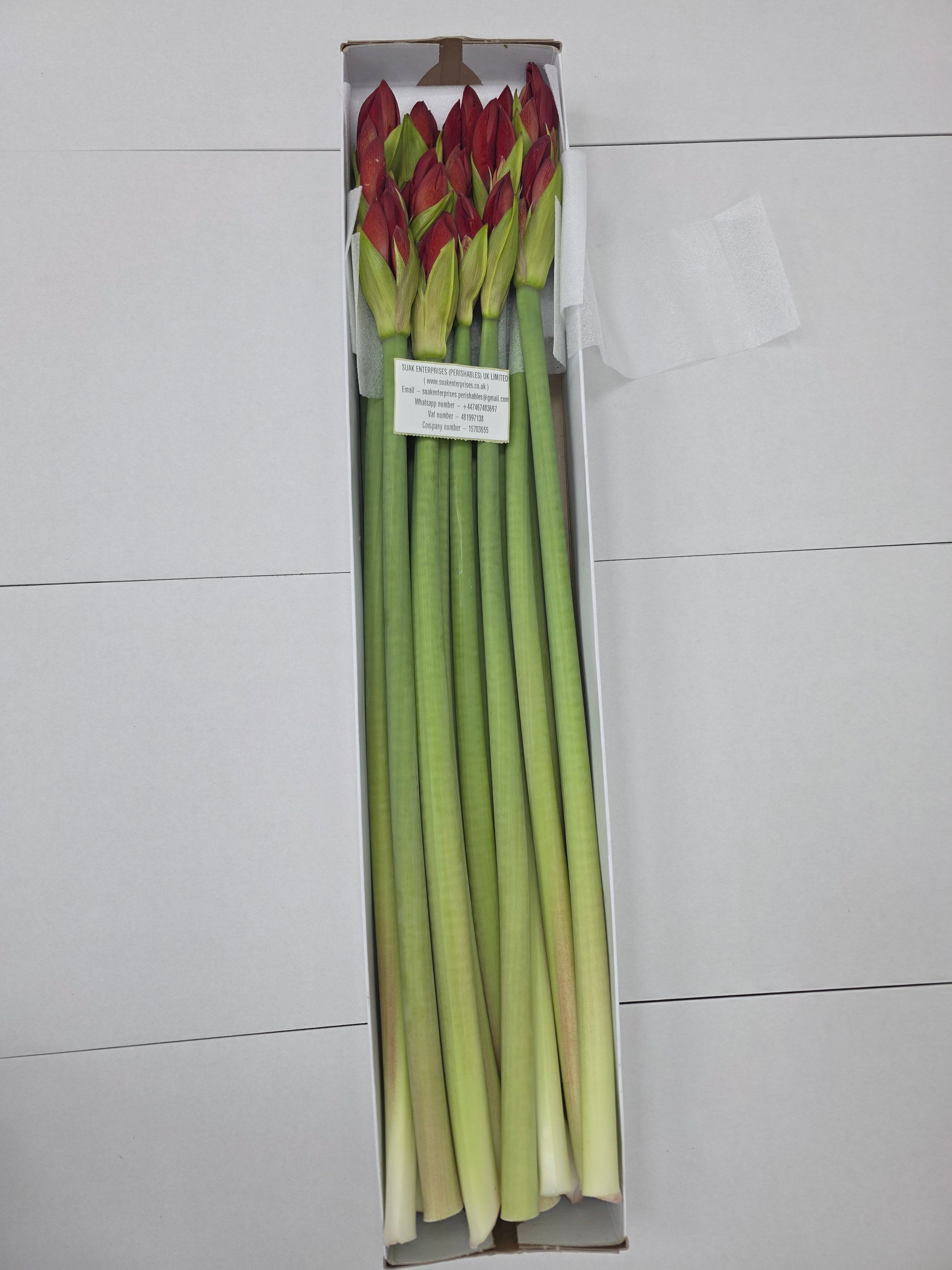 Farm Fresh Hippeastrum/Amarylis Red Lion (Box of 15 stems, Length 75cm)