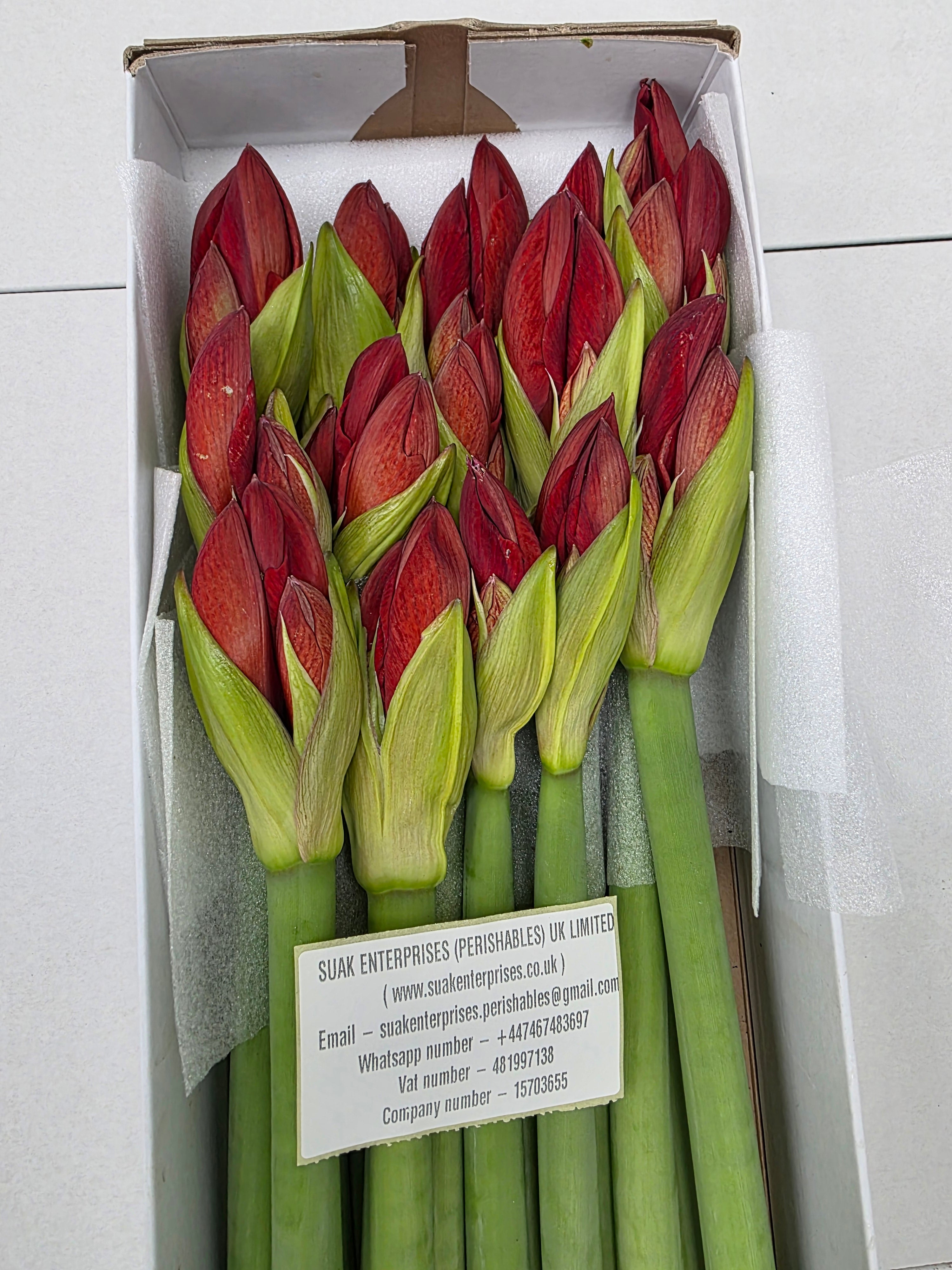 Farm Fresh Hippeastrum/Amarylis Red Lion (Box of 15 stems, Length 75cm)