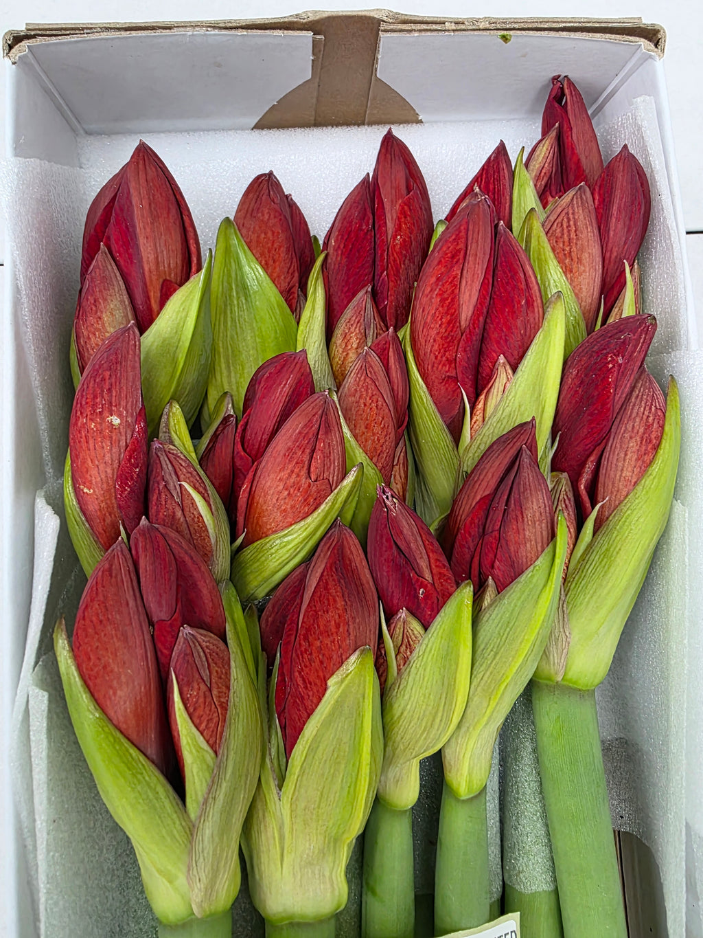Farm Fresh Hippeastrum/Amarylis Red Lion (Box of 15 stems, Length 75cm)