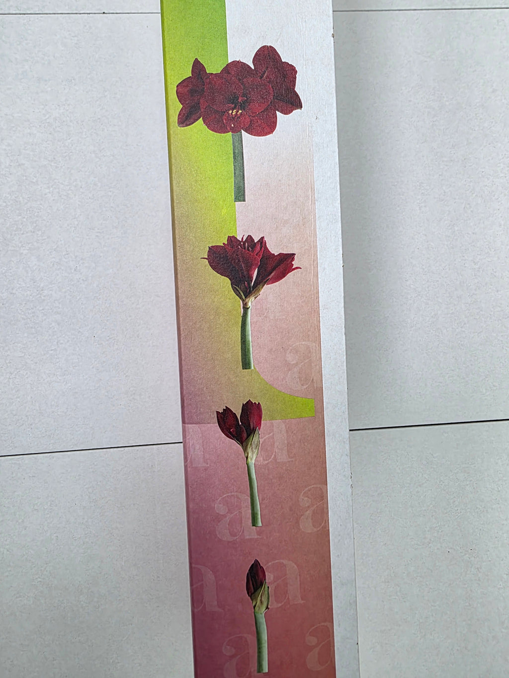 Farm Fresh Hippeastrum/Amarylis Red Lion (Box of 15 stems, Length 75cm)