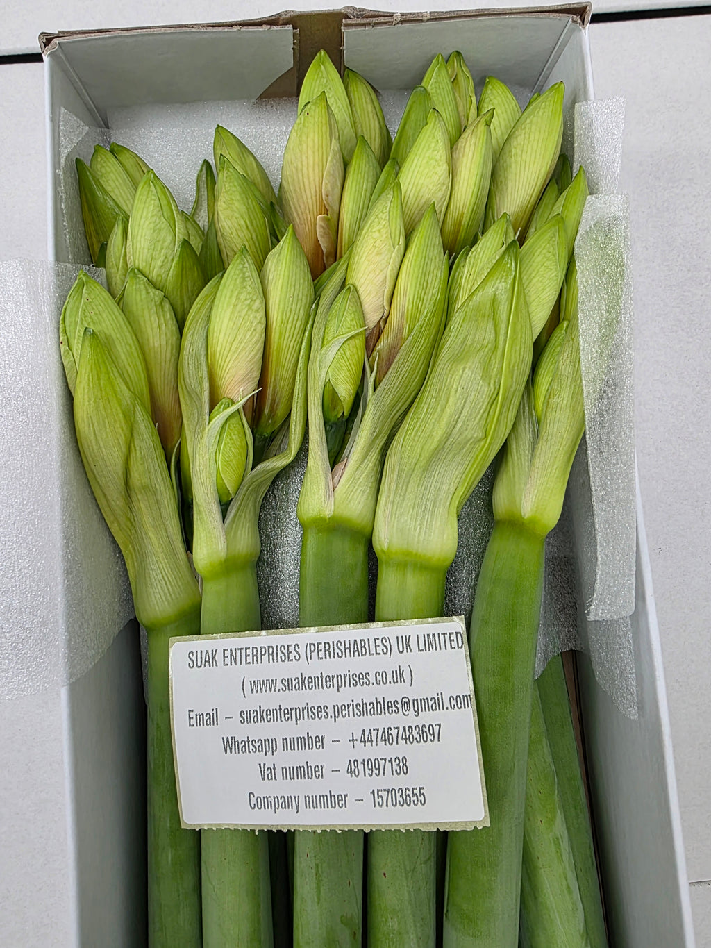 Farm Fresh Hippeastrum/Amarylis Rilona(Box of 15 stems, Length 75cm)
