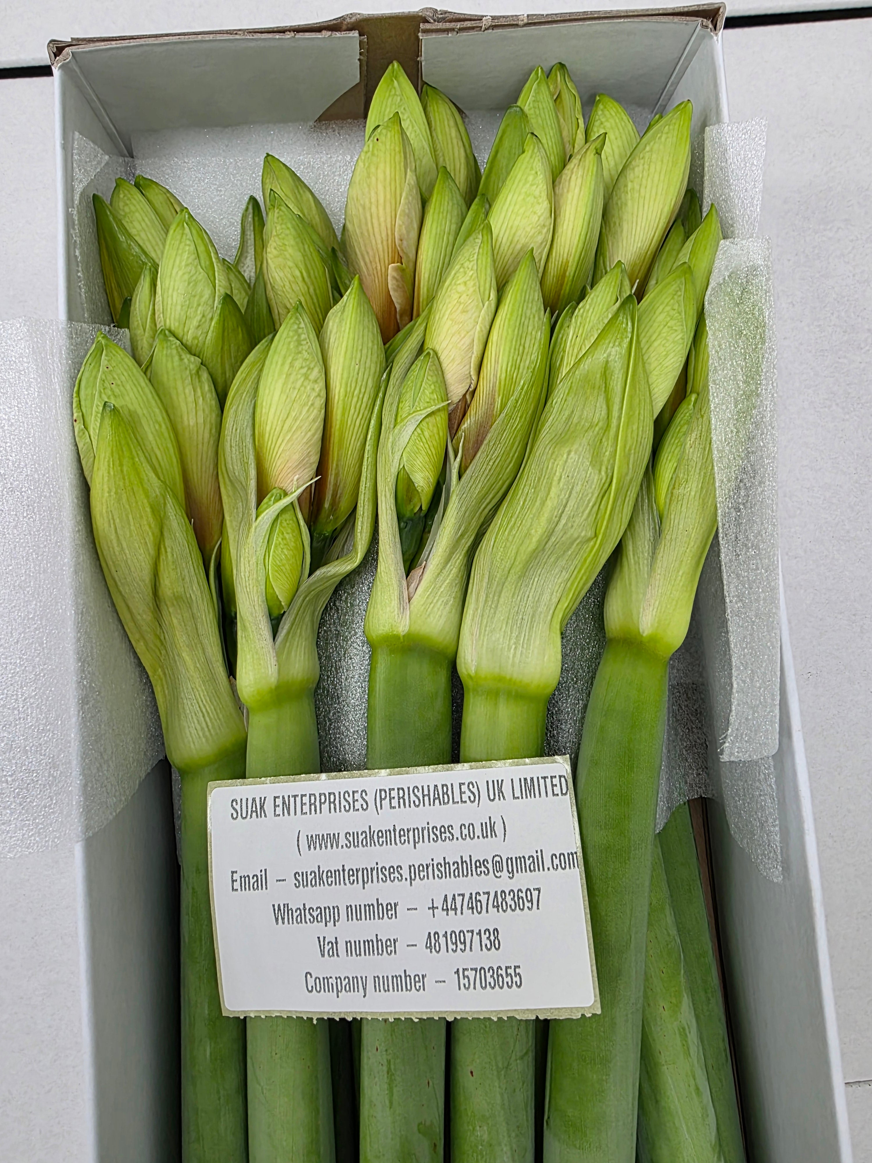 Farm Fresh Hippeastrum/Amarylis Rilona(Box of 15 stems, Length 75cm)