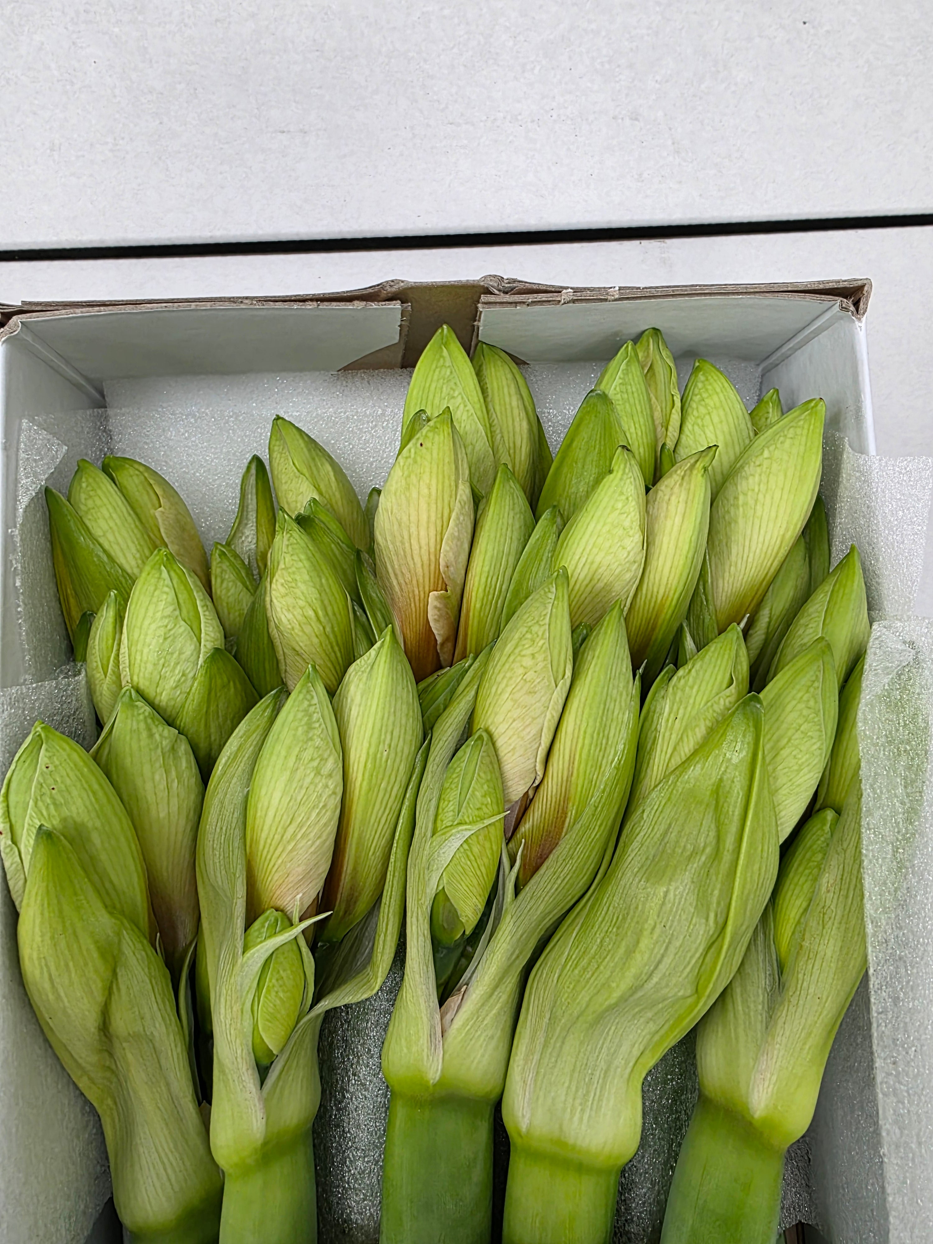 Farm Fresh Hippeastrum/Amarylis Rilona(Box of 15 stems, Length 75cm)