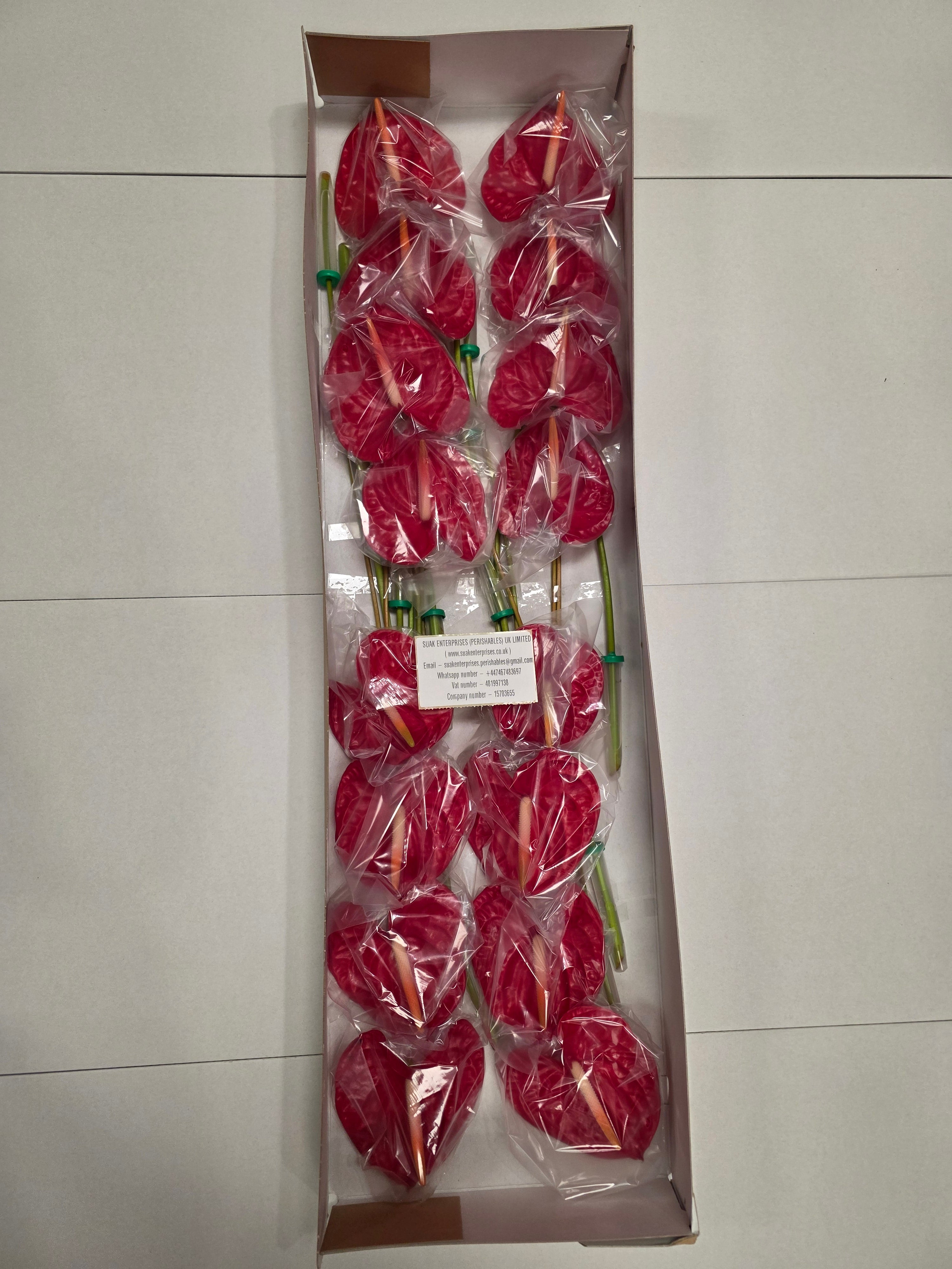 Anthirium Rambla(Bunch of 16 stems)