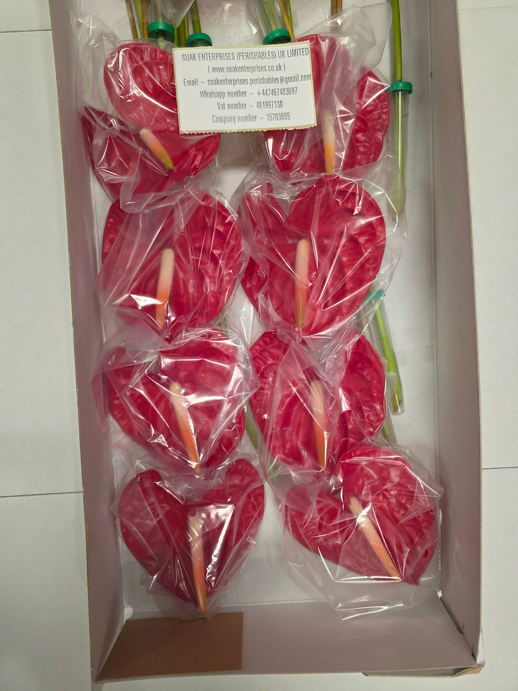 Anthirium Rambla(Bunch of 16 stems)